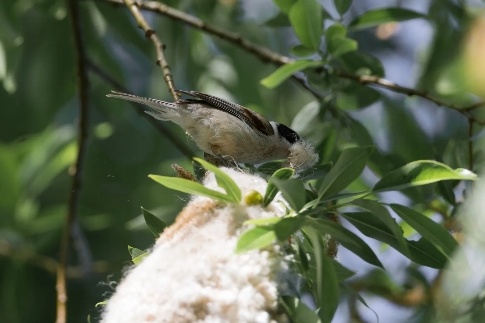 Nestbouwende Buidelmees