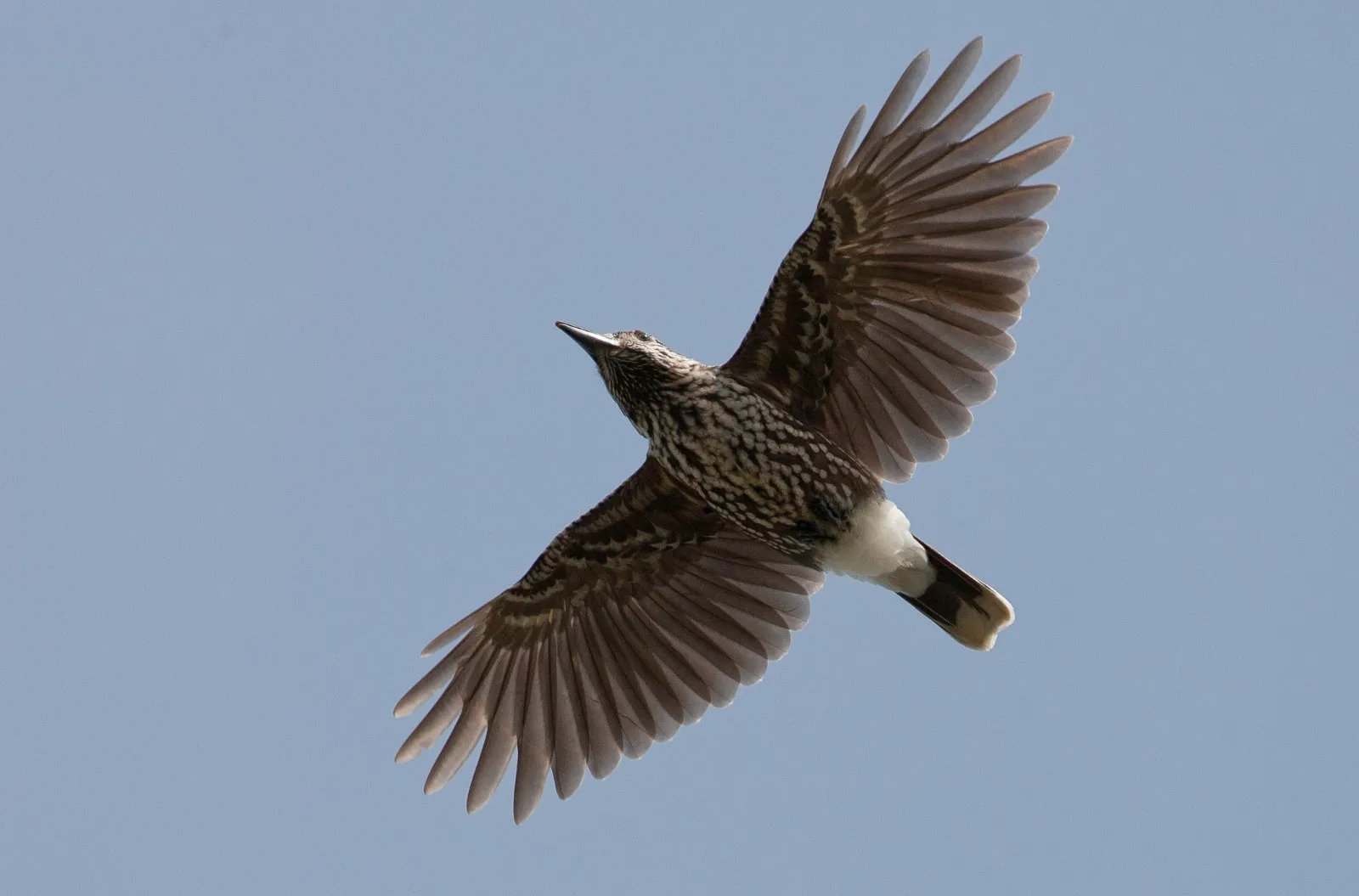 Notenkraker in vlucht