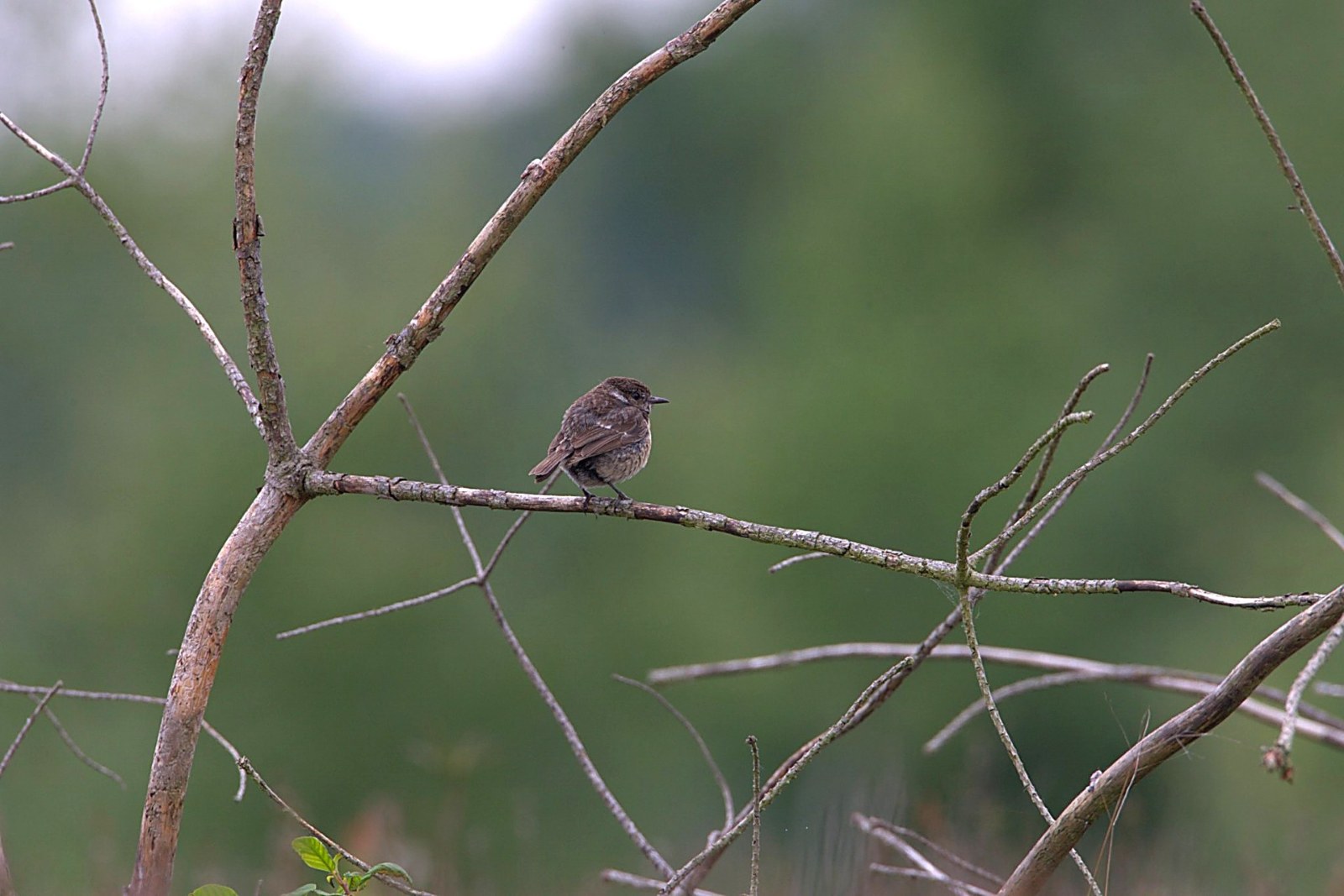 Onbekend Zangvogel 029