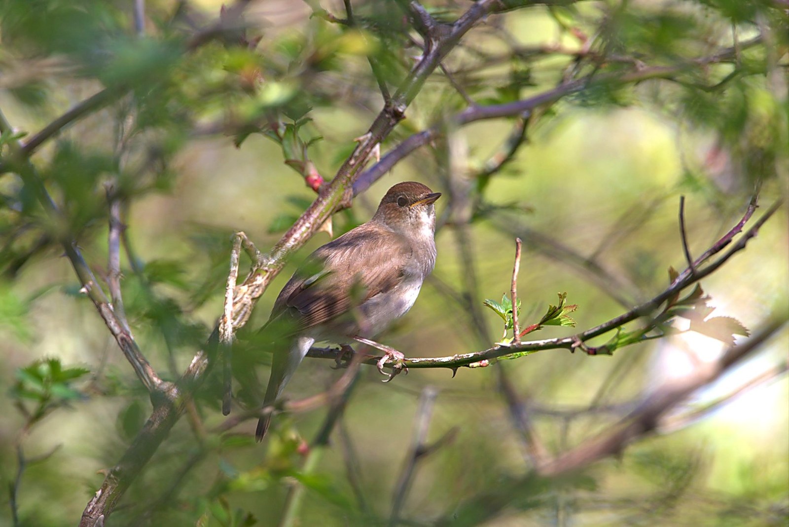 Onbekend Zangvogel 033