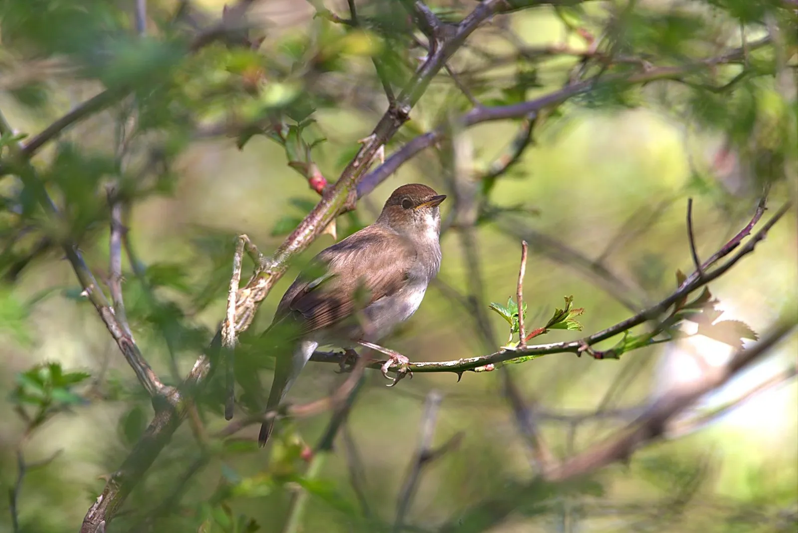 Onbekend Zangvogel 033