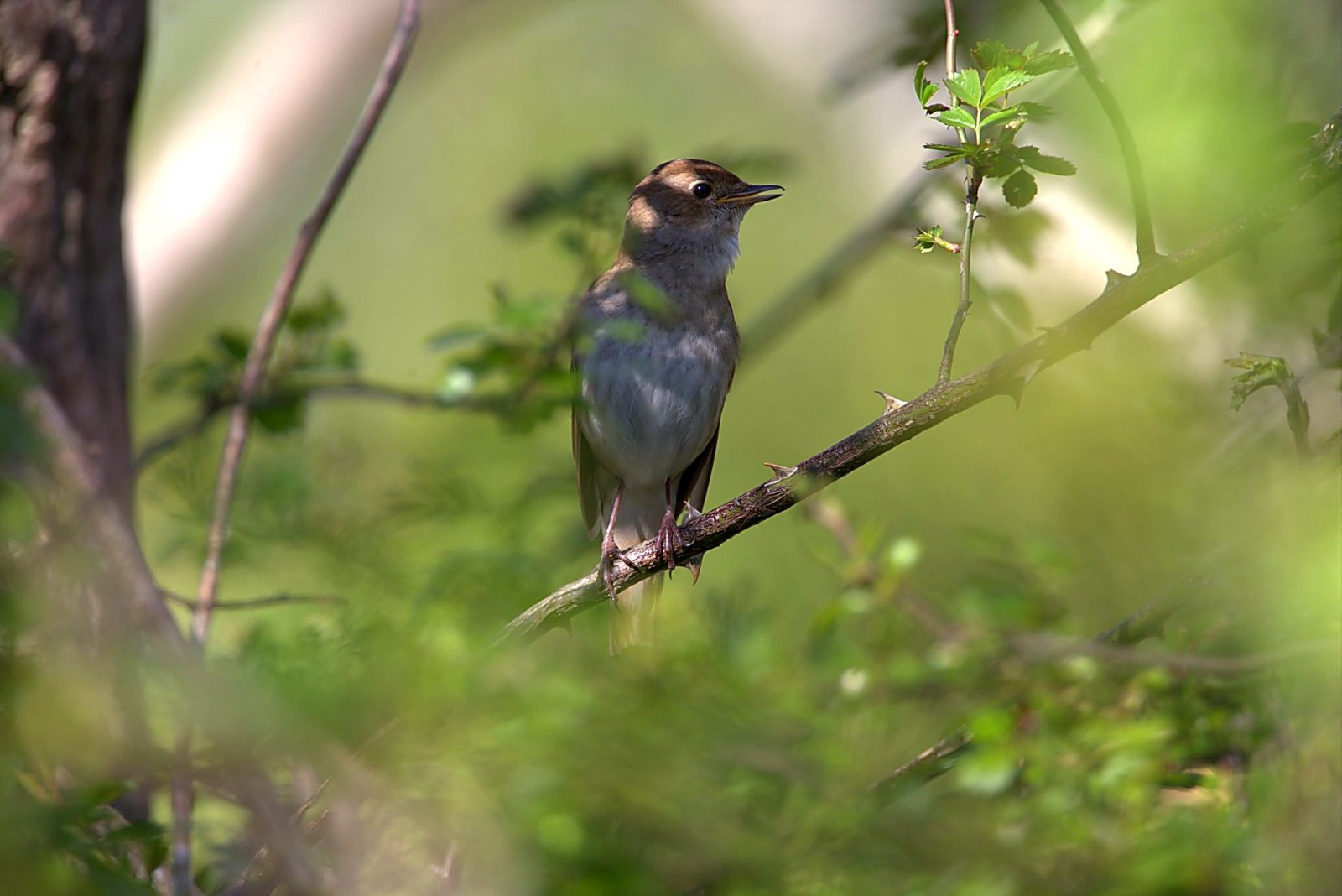 Onbekend Zangvogel 035