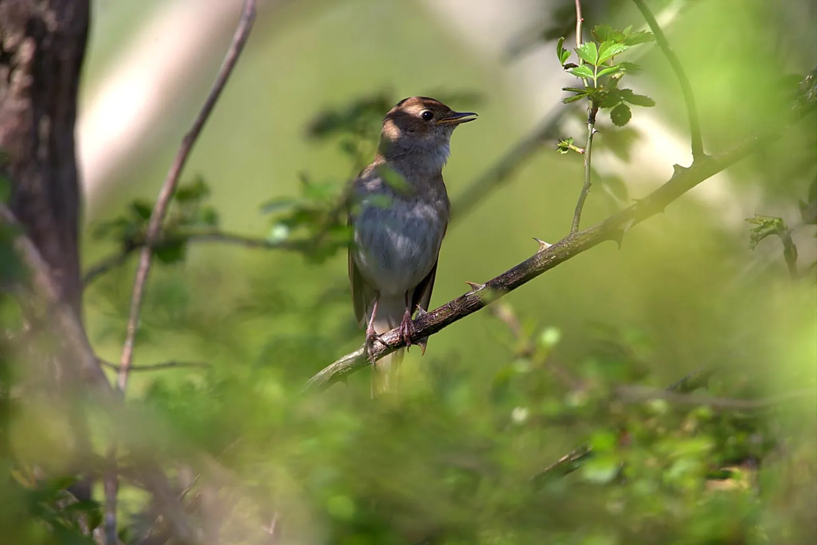 Onbekend Zangvogel 035