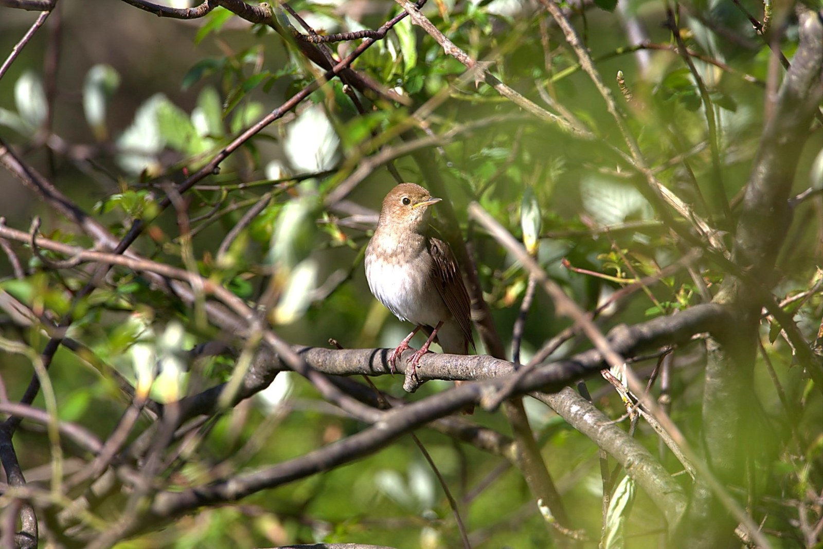 Onbekend Zangvogel 041