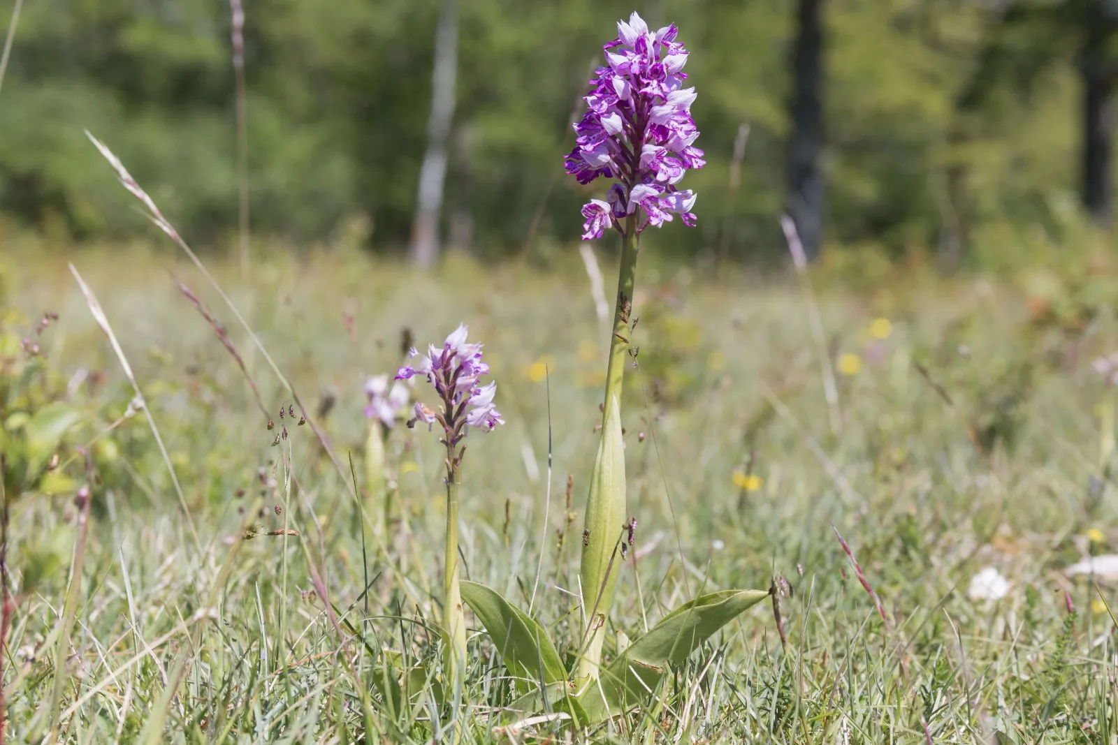 Orchidee