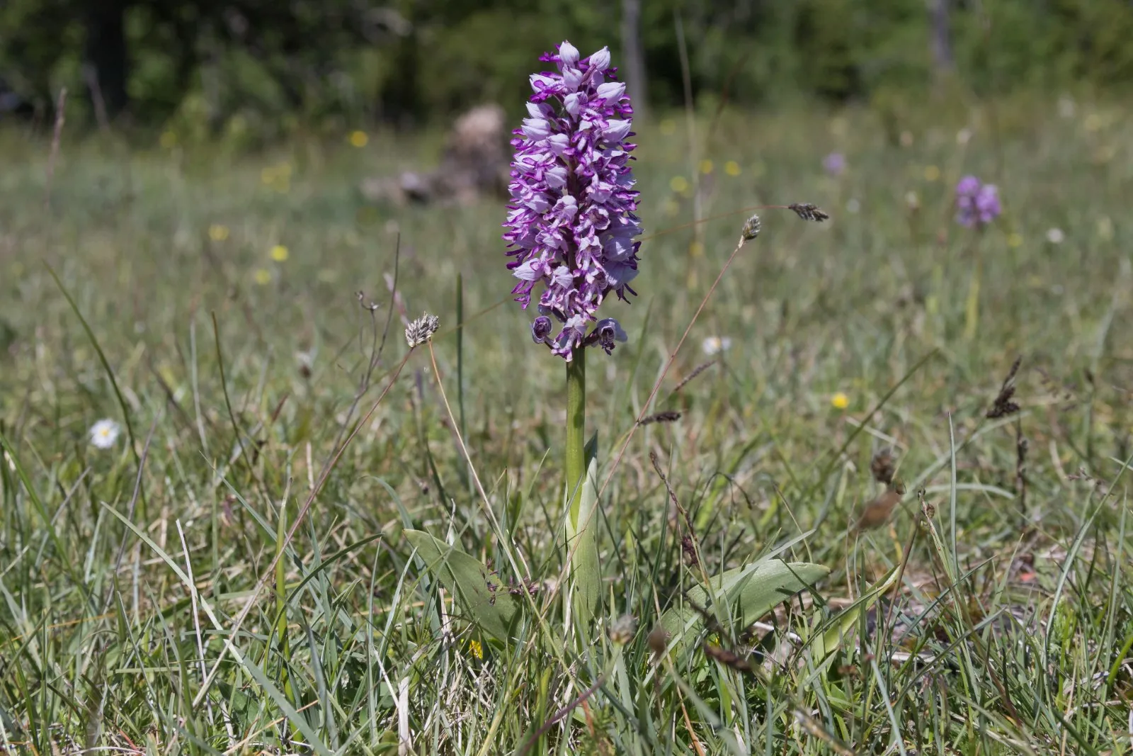 Orchidee