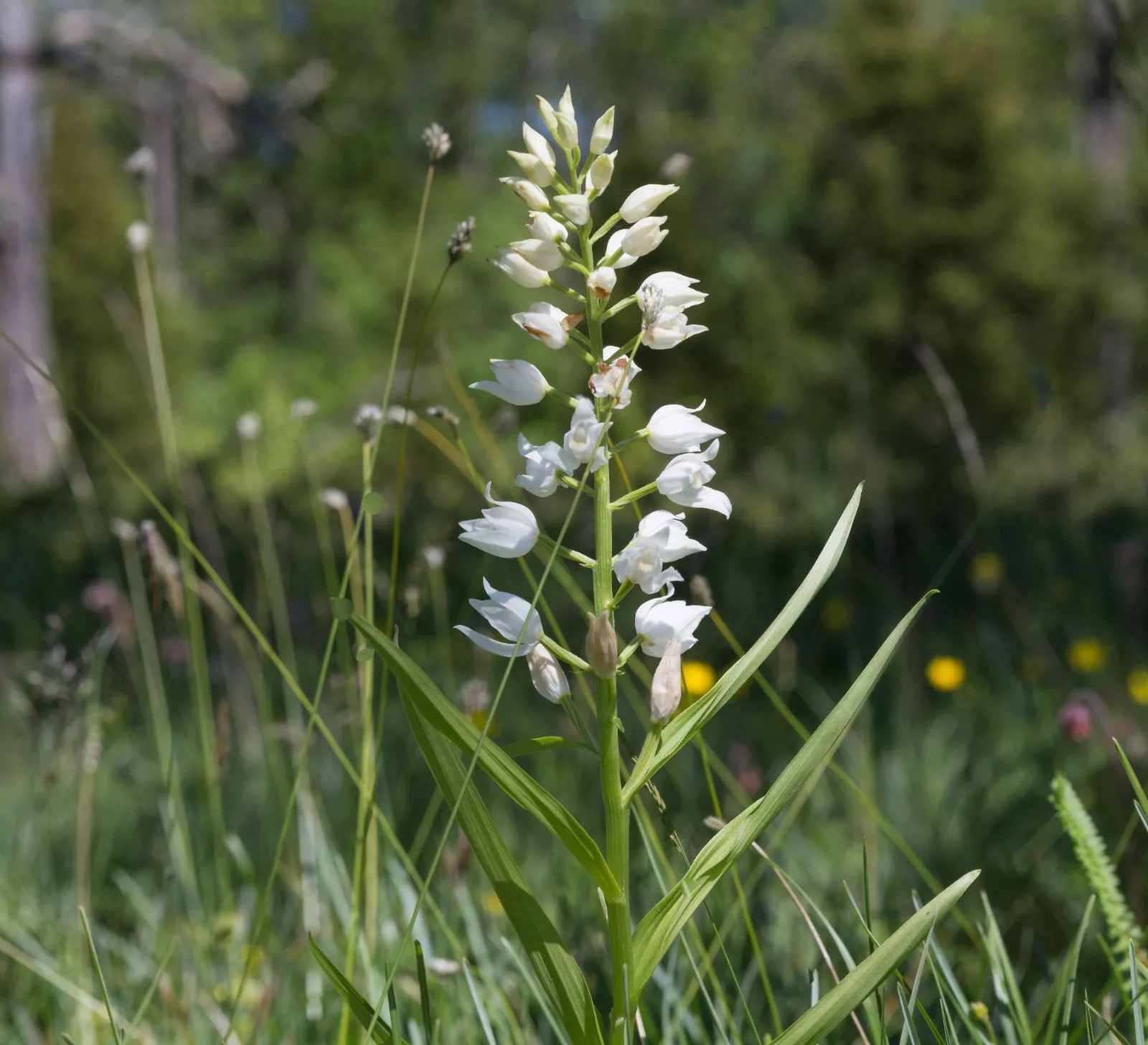 Orchidee