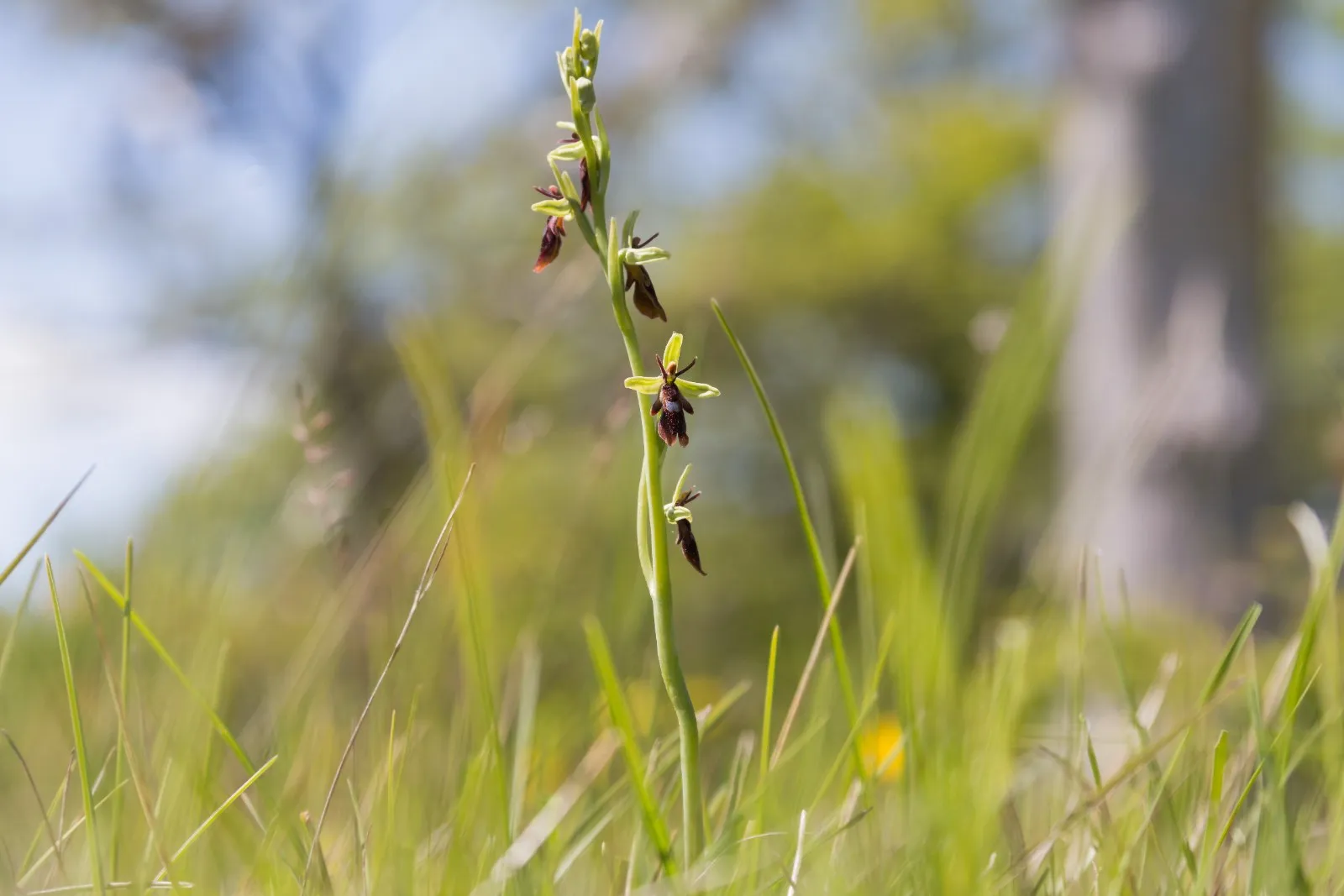 Orchidee