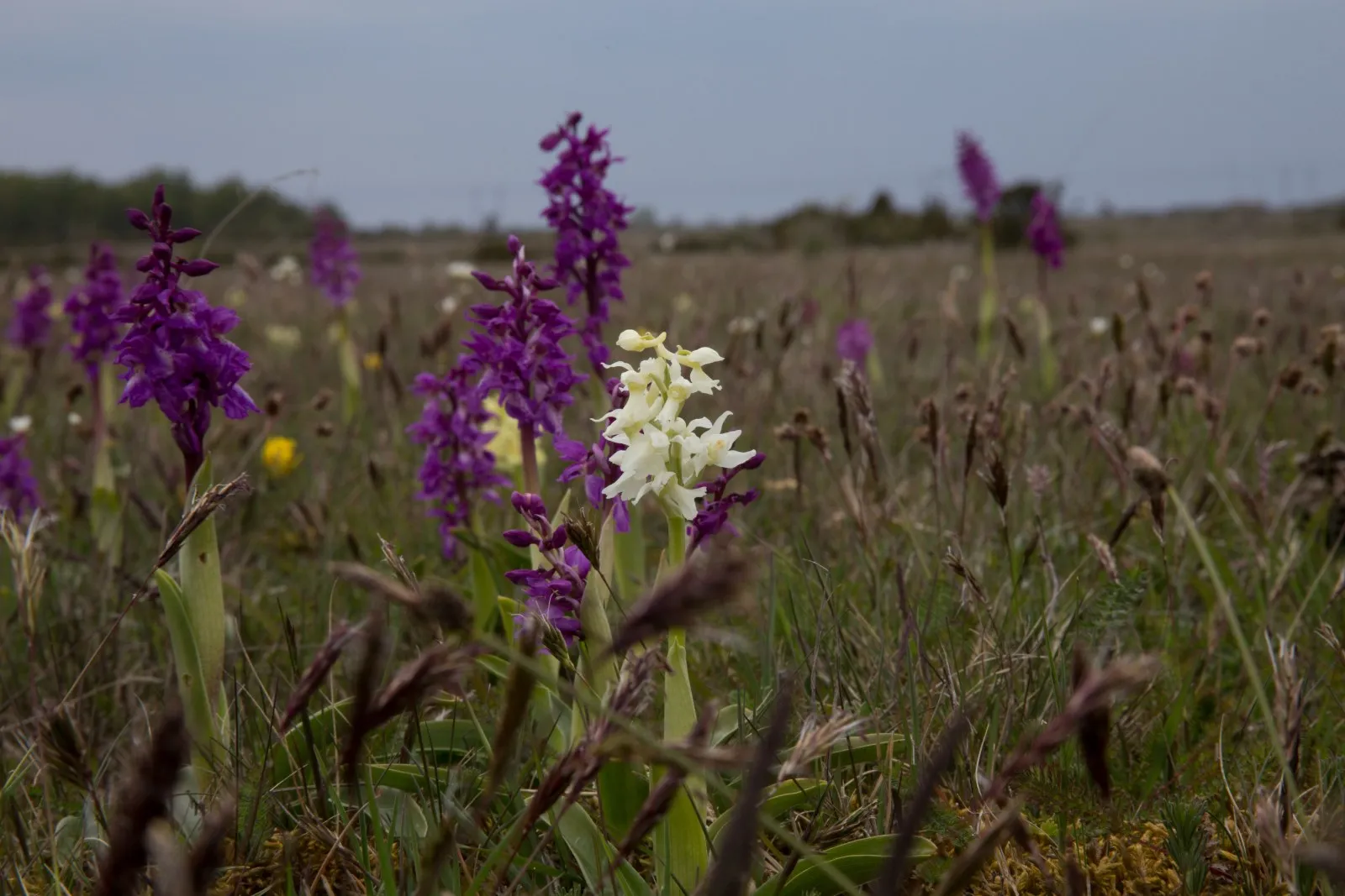 Orchideeënveld