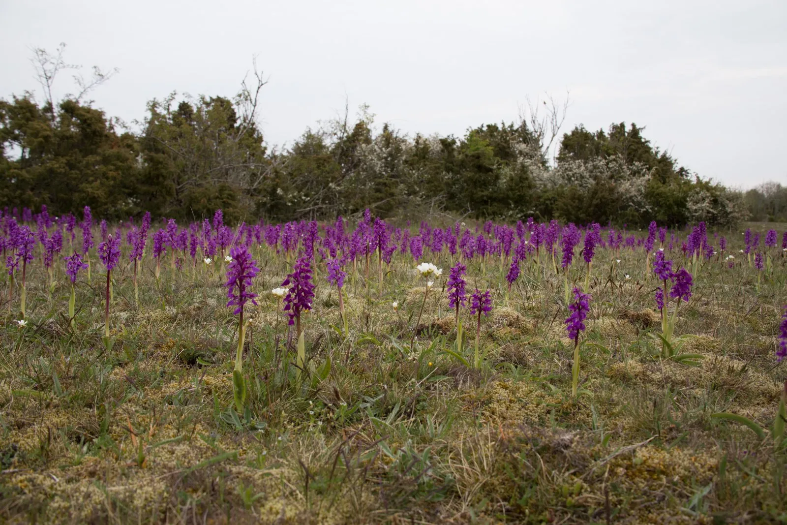 Orchideeënveld