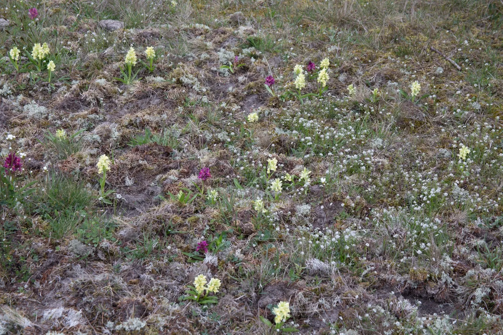 Orchideeënveld
