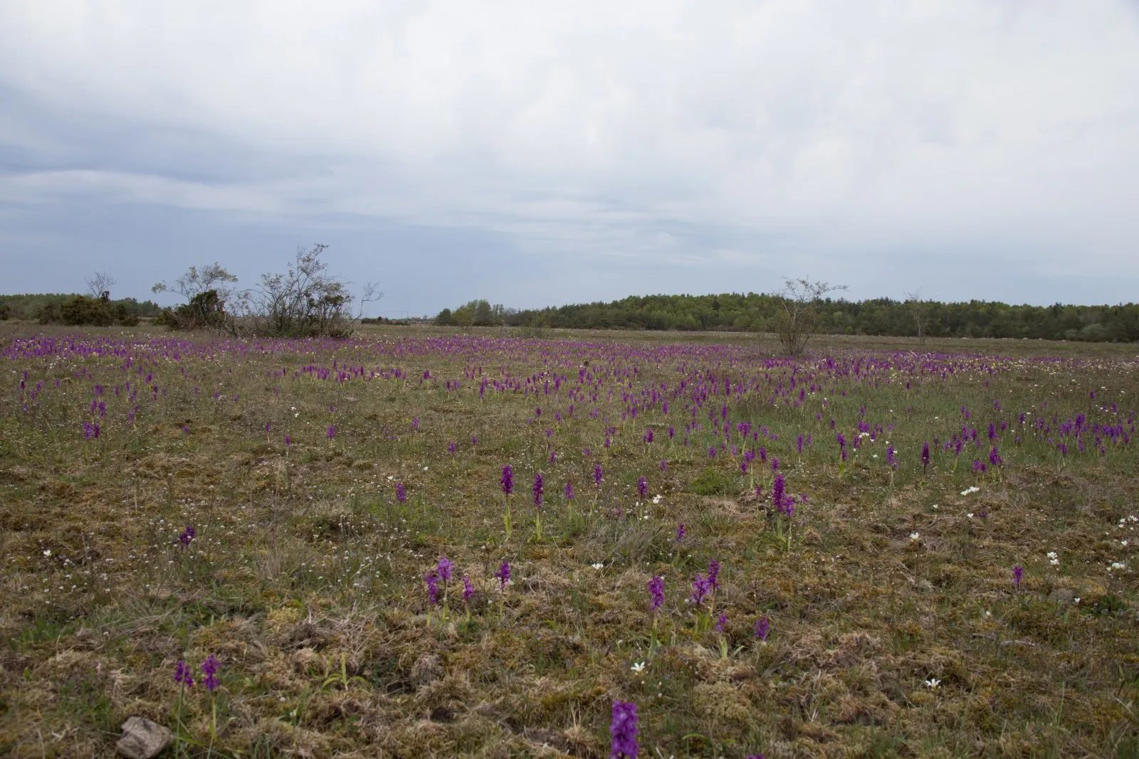 Orchideeënveld