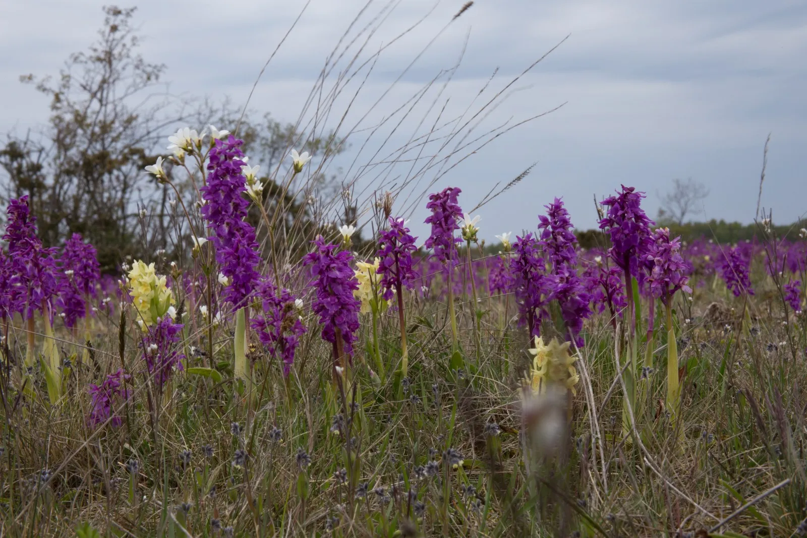 Orchideeënveld
