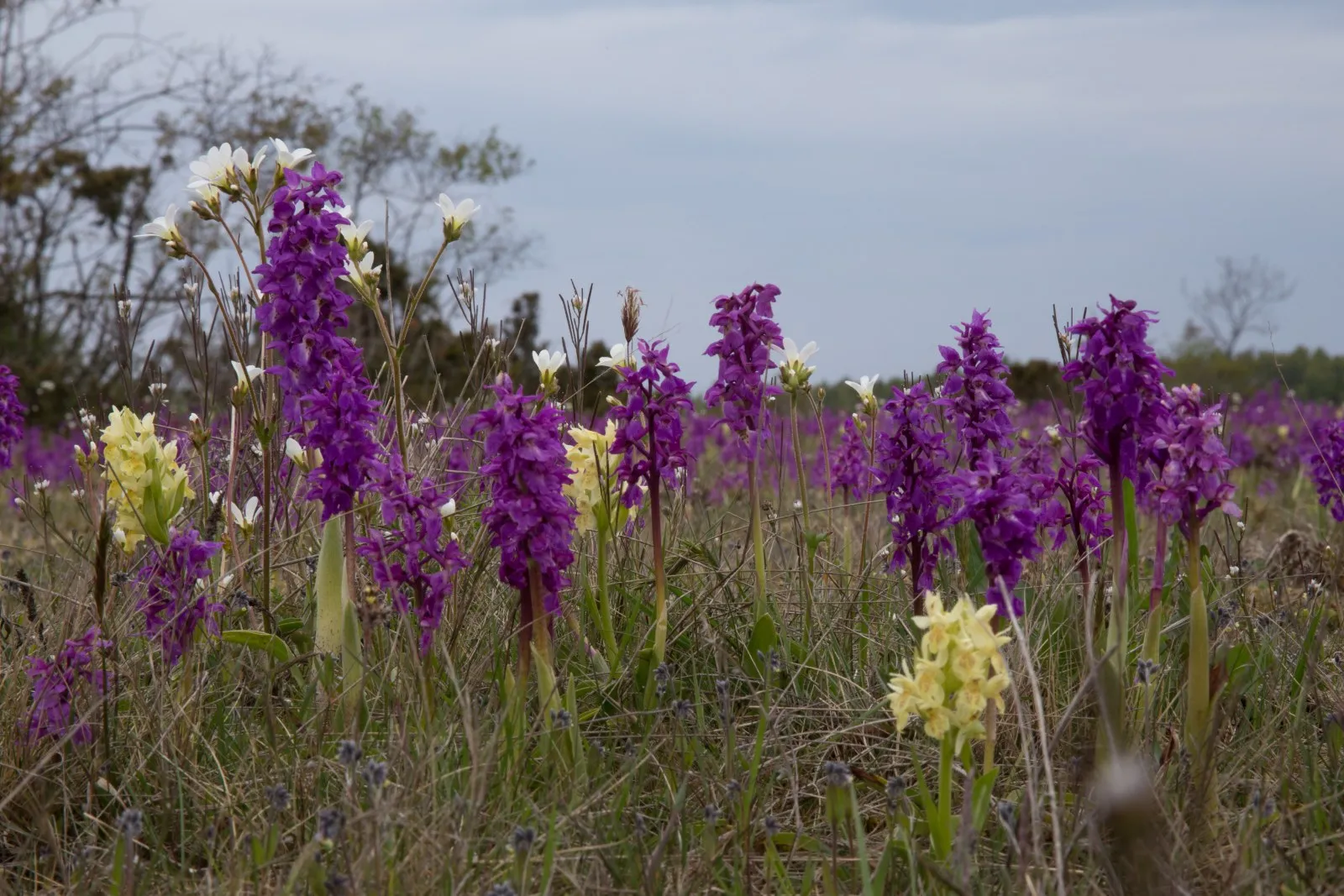 Orchideeënveld