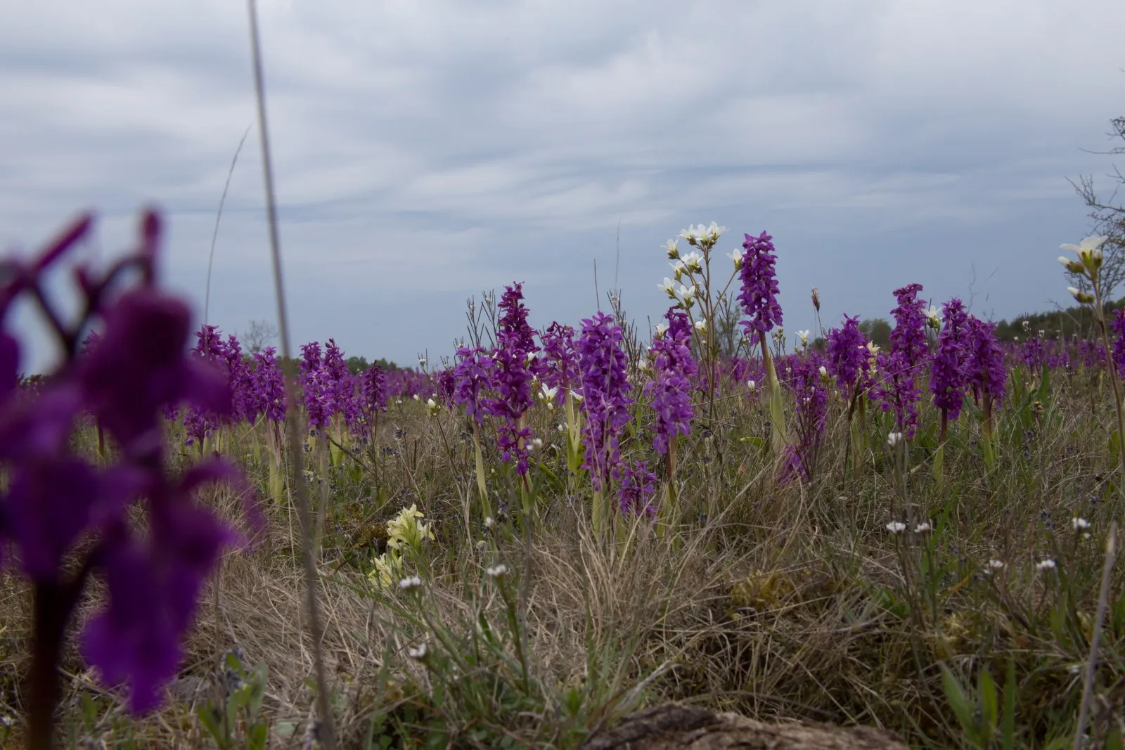 Orchideeënveld