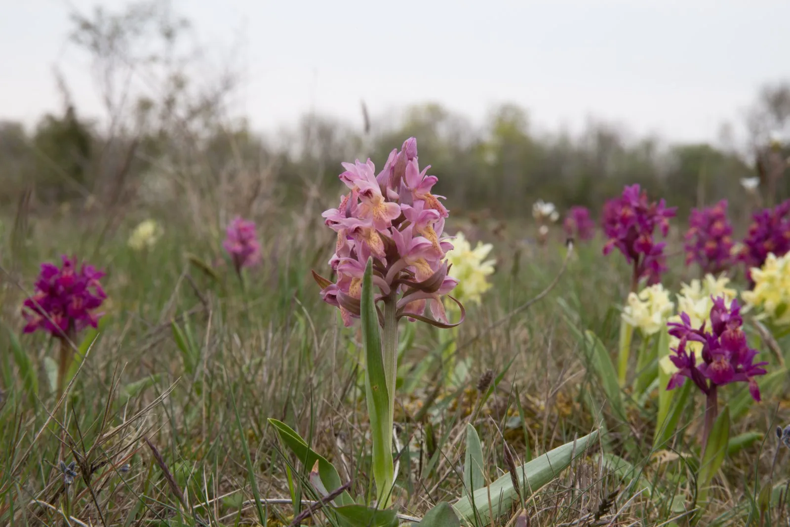 Orchideeënveld