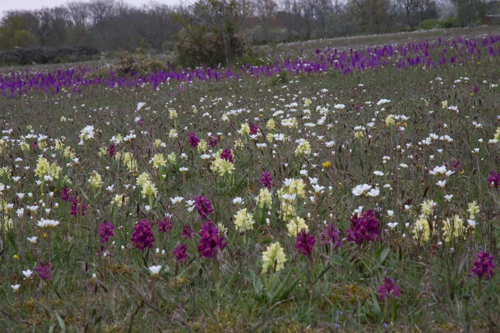 Orchideeënveld