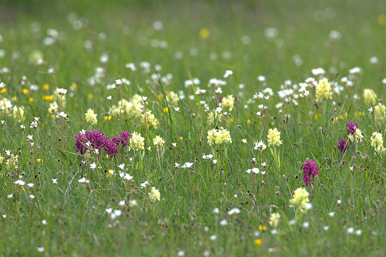 Orchideeënveld in Öland  