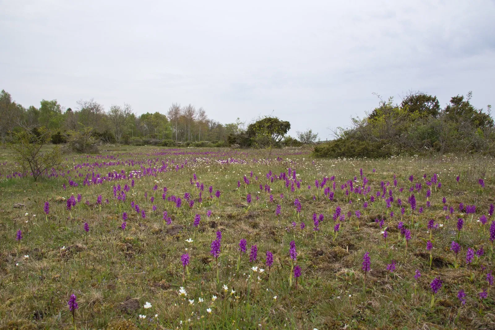 Orchideeënveld