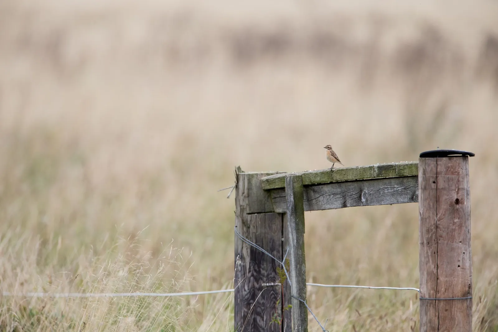 Paapje in het landschap