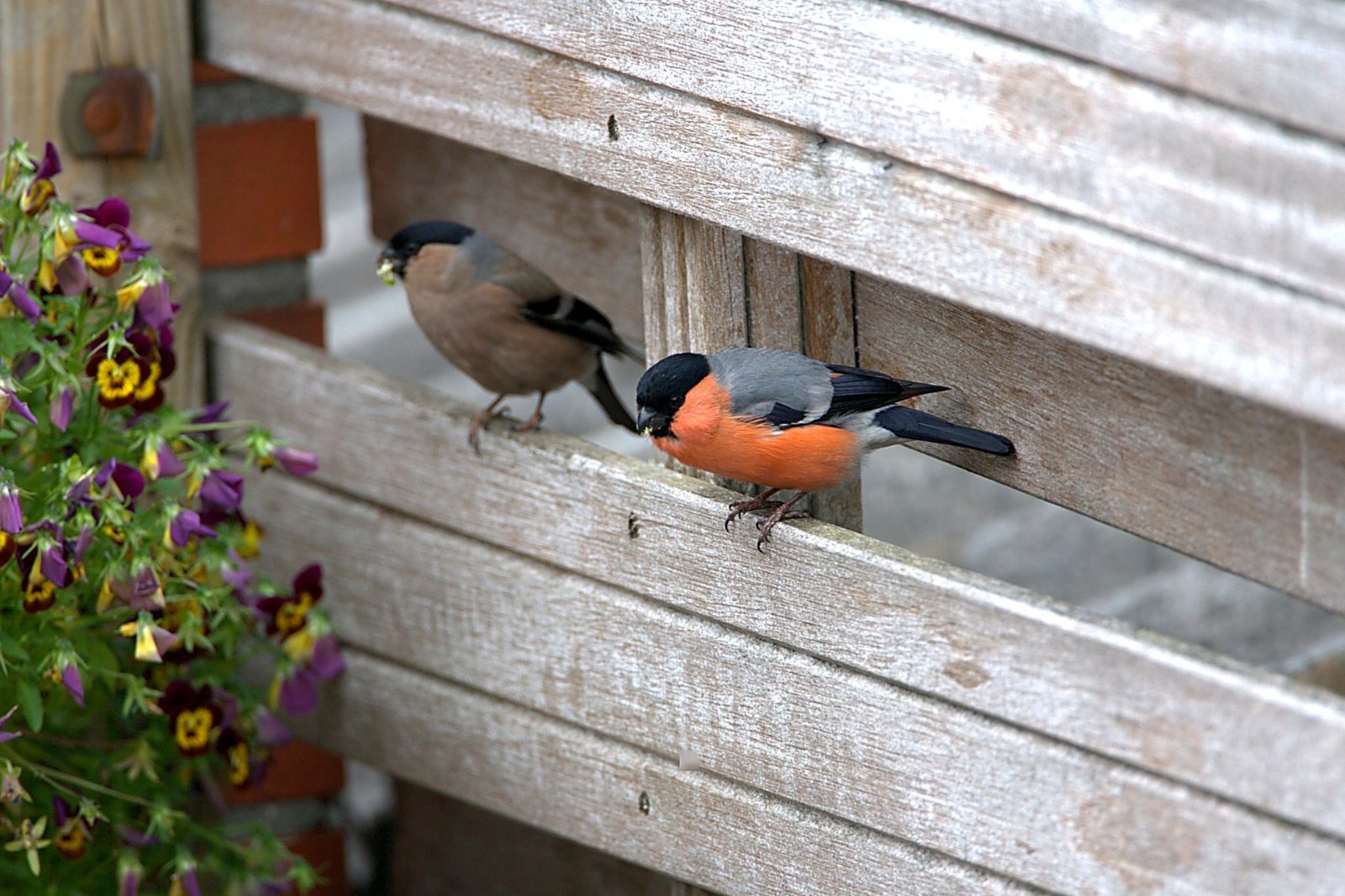 Paartje Goudvinken in de tuin