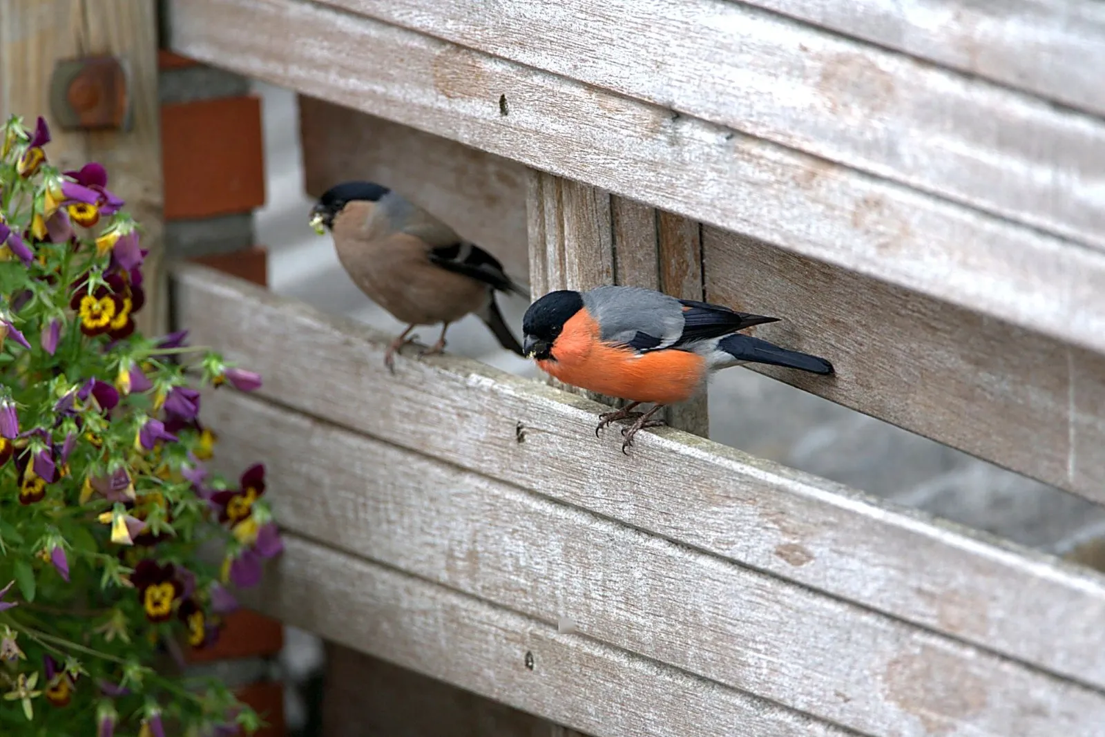 Paartje Goudvinken in de tuin