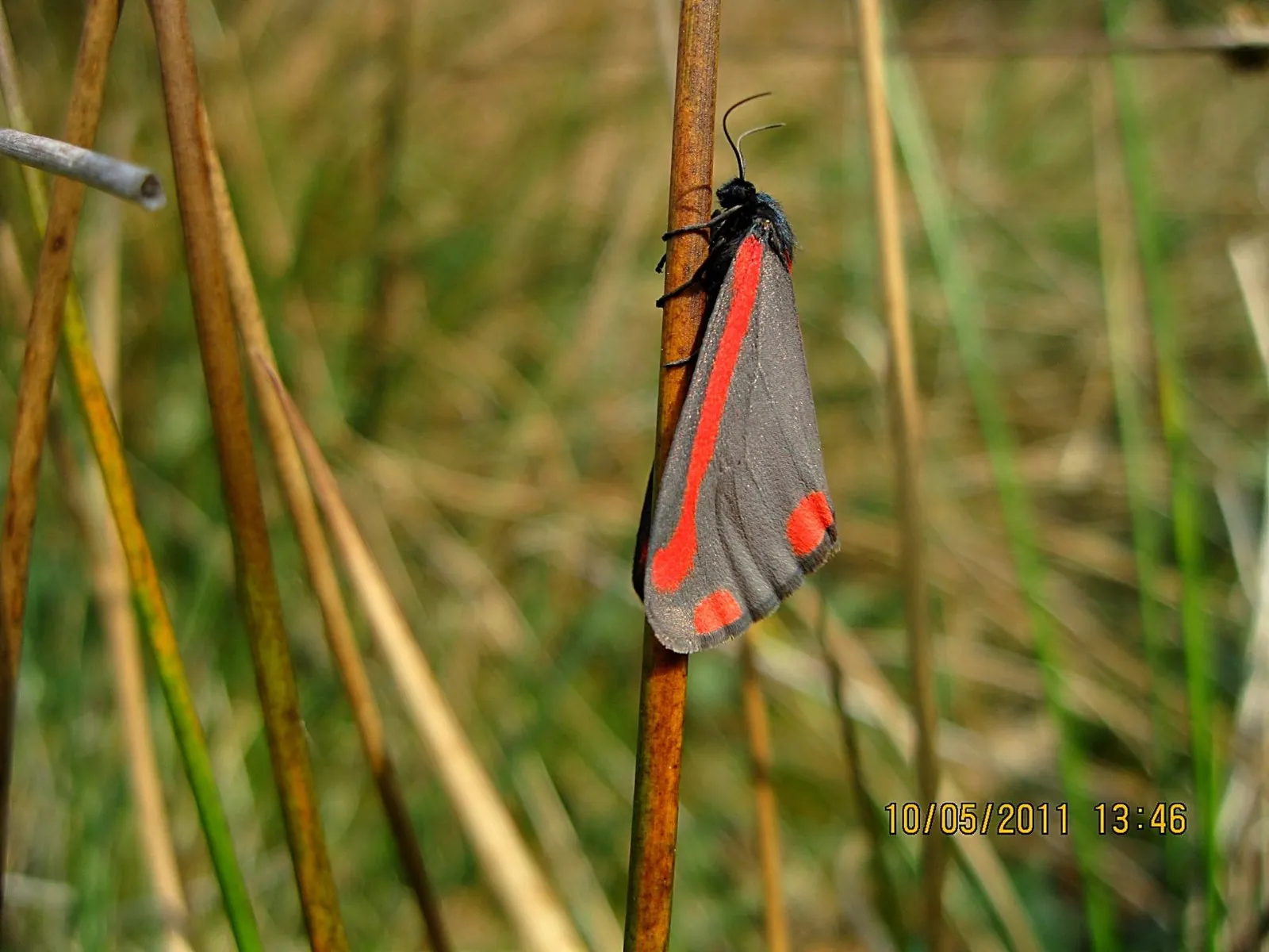 Pestvogel 002