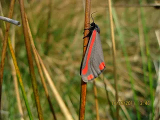 Pestvogel 002