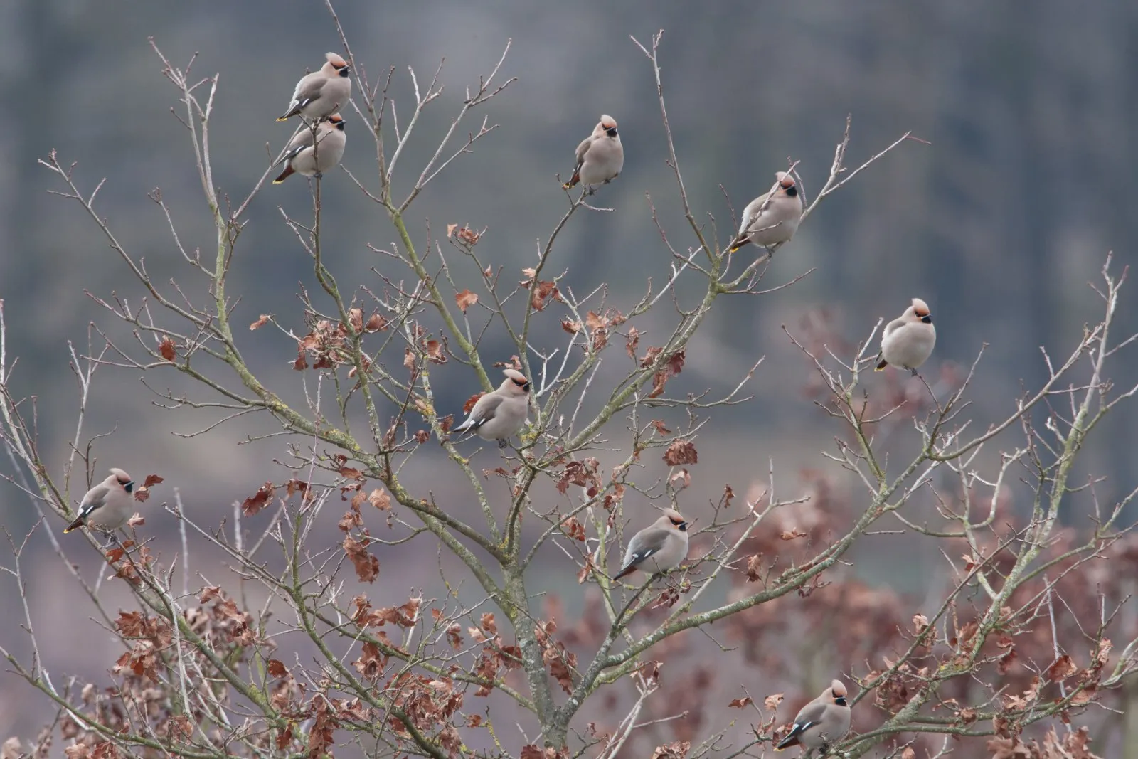 Pestvogels in boom