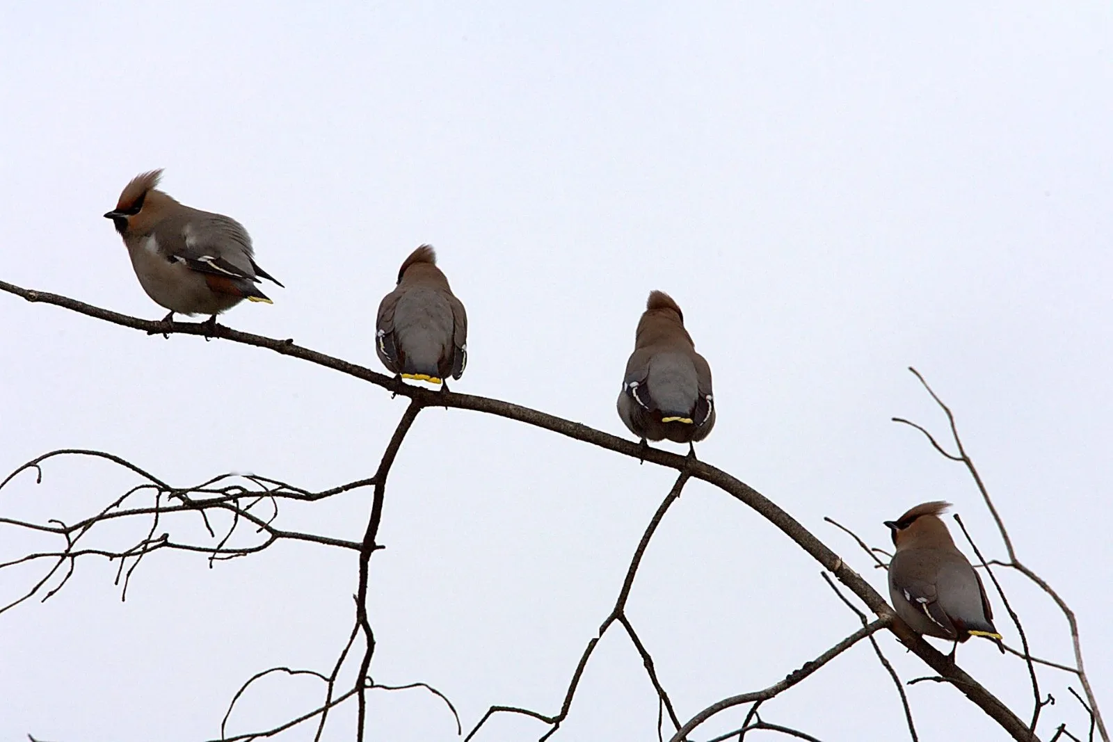 Pestvogels op de Sallandse Heuvelrug