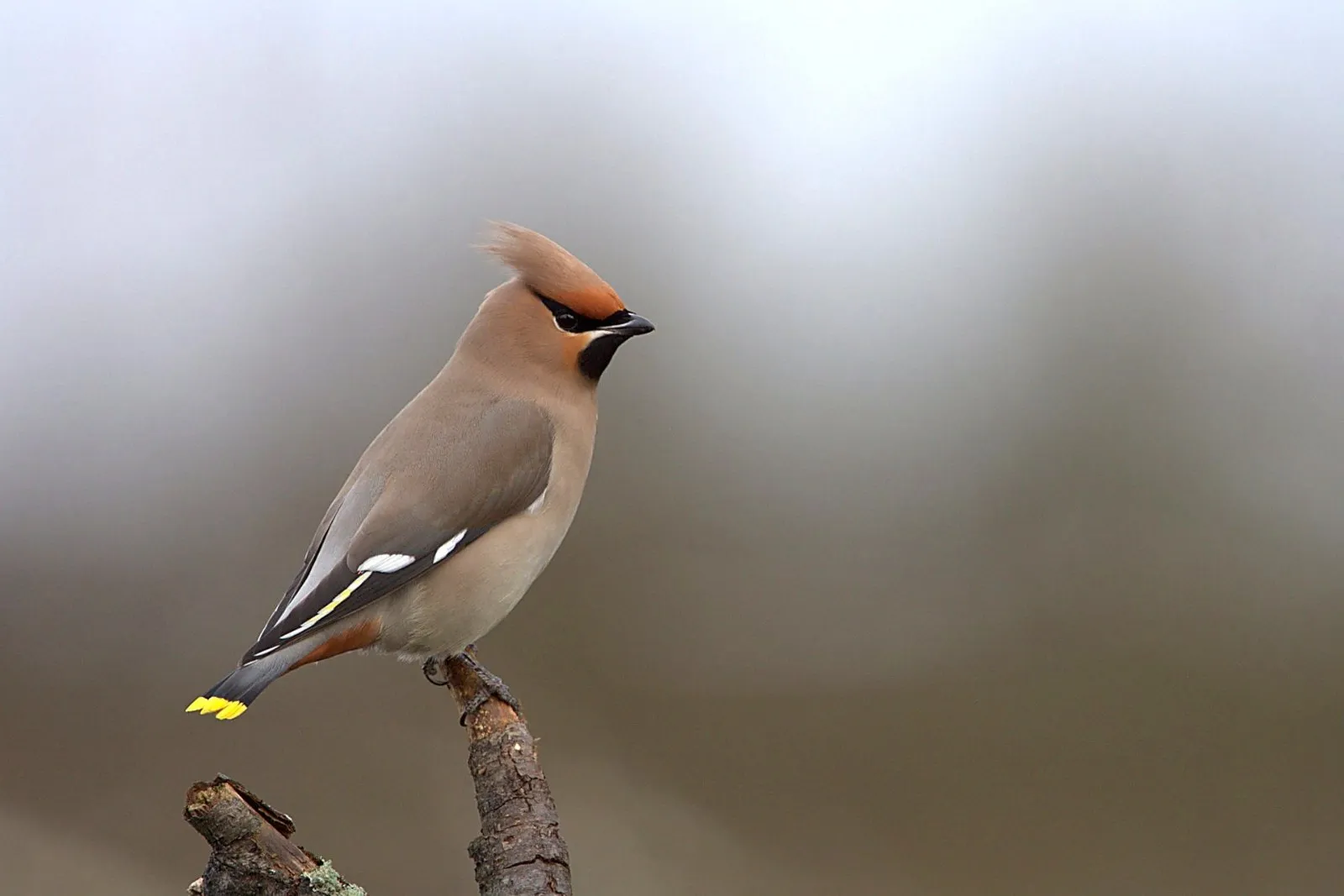 Pestvogels op de Sallandse Heuvelrug