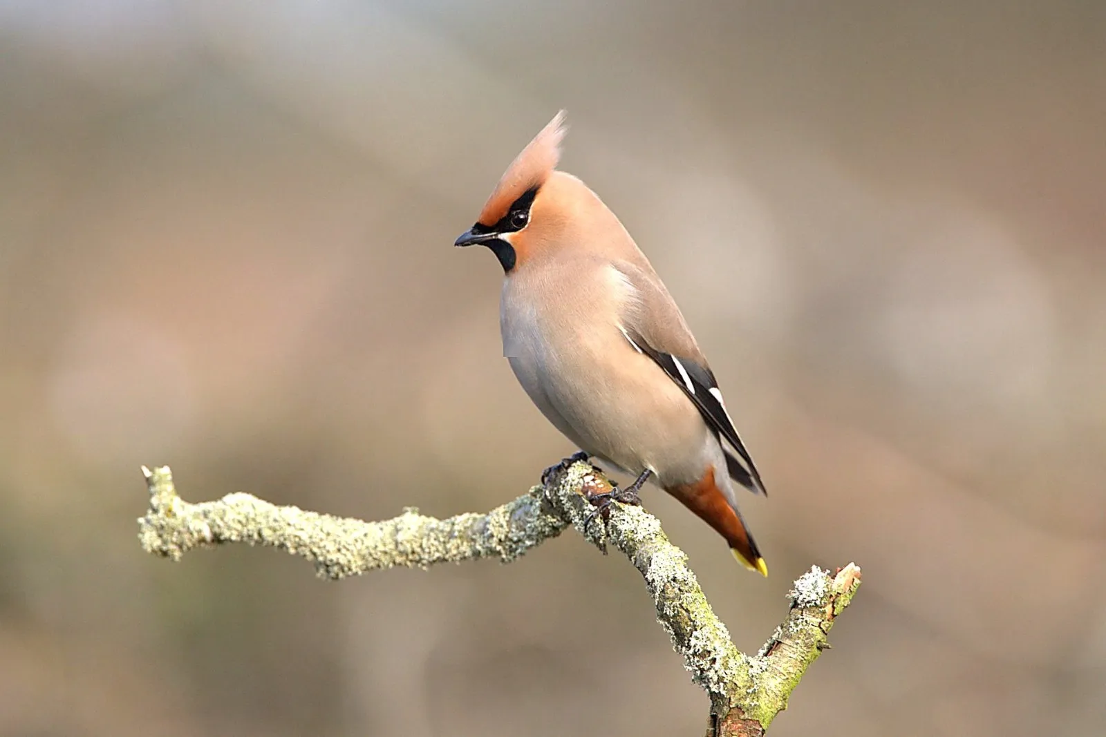 Pestvogels op de Sallandse Heuvelrug