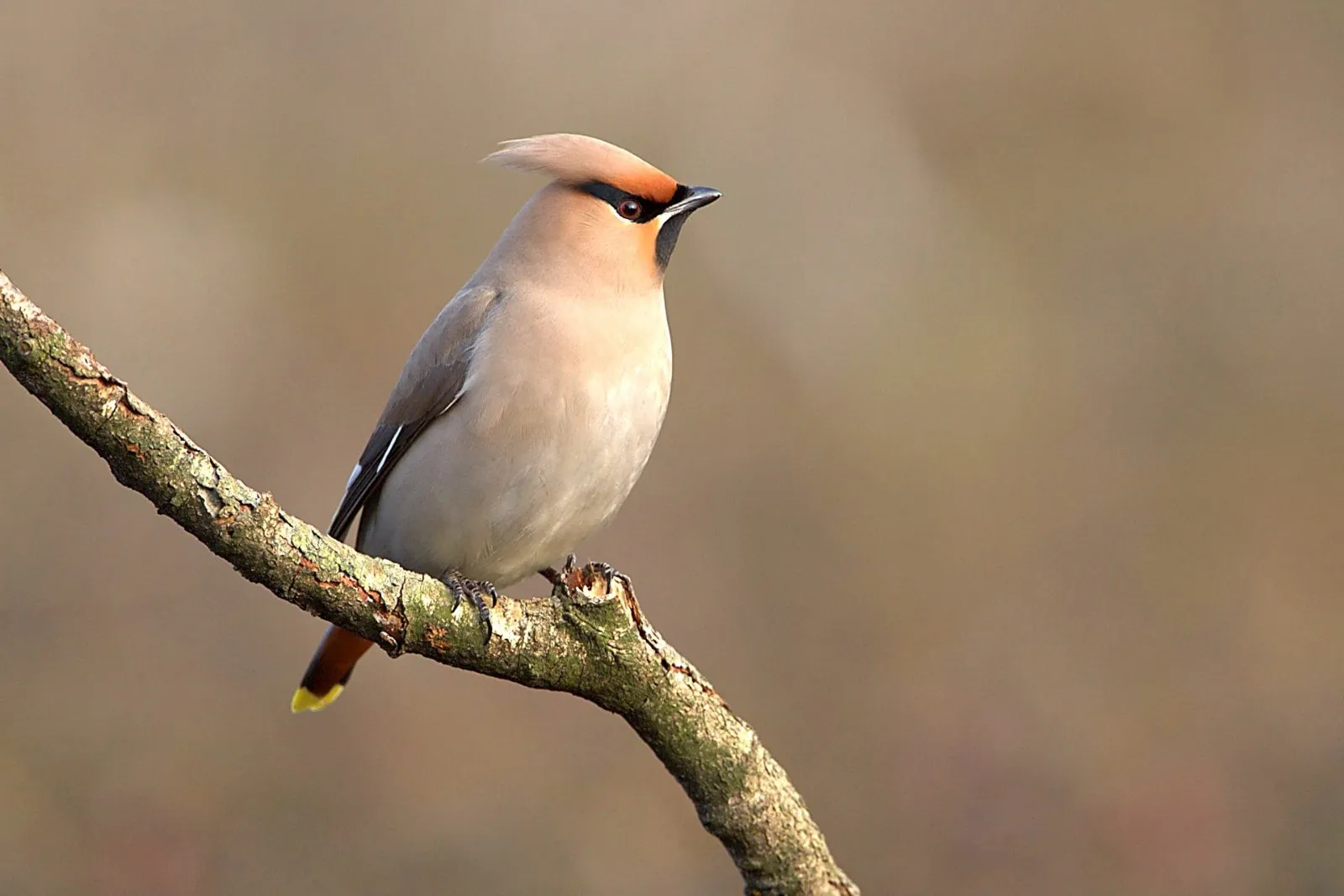 Pestvogels op de Sallandse Heuvelrug