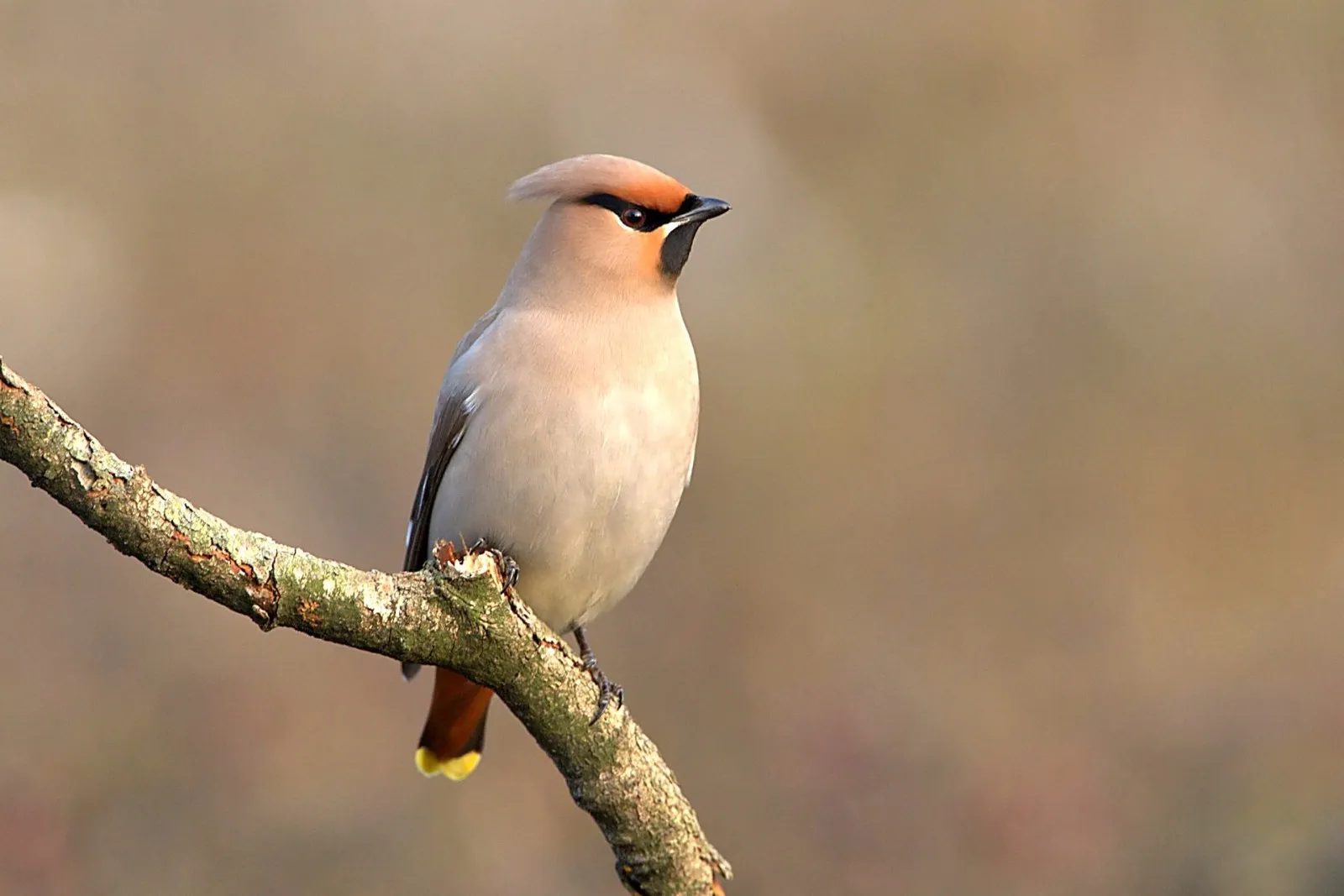 Pestvogels op de Sallandse Heuvelrug