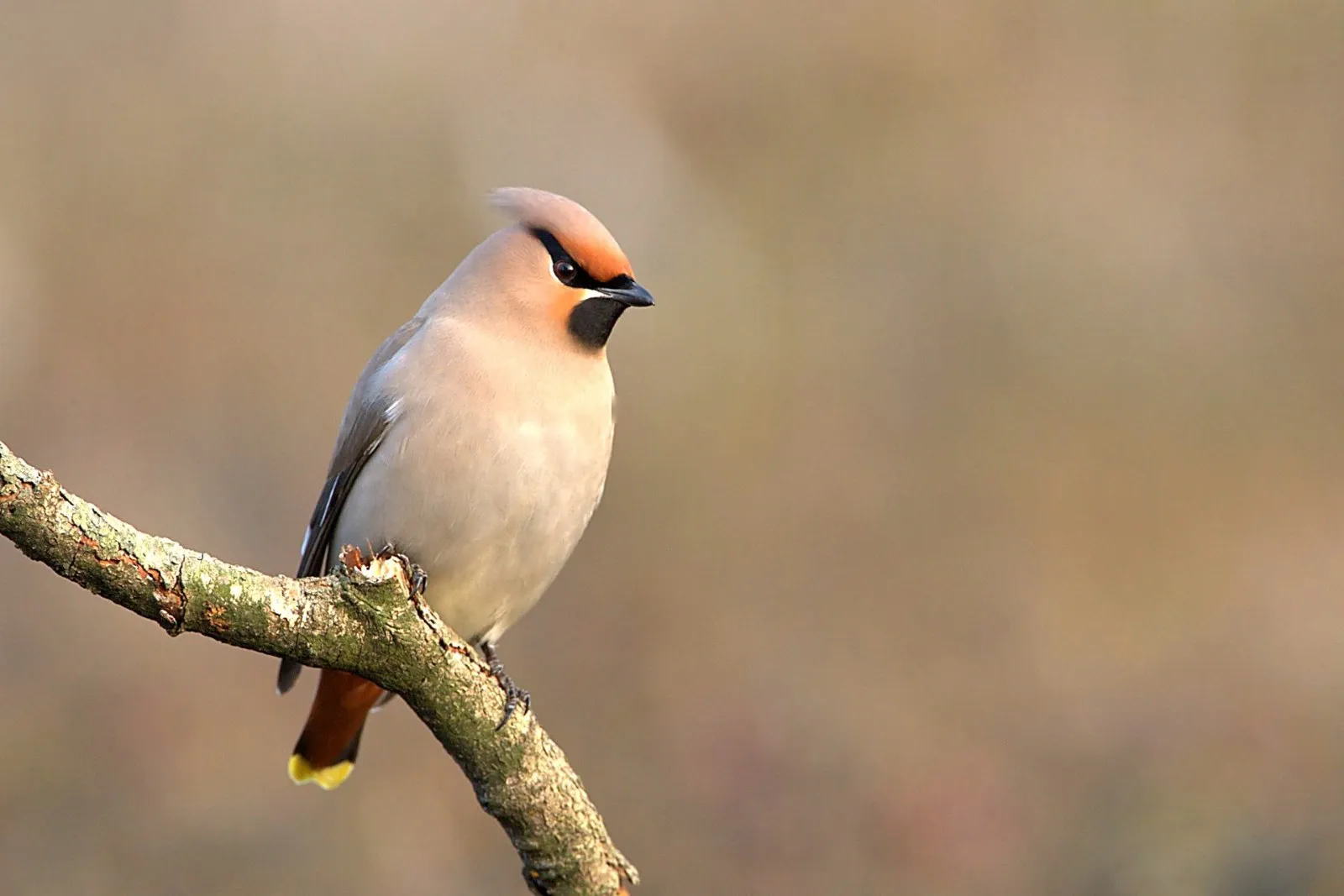 Pestvogels op de Sallandse Heuvelrug