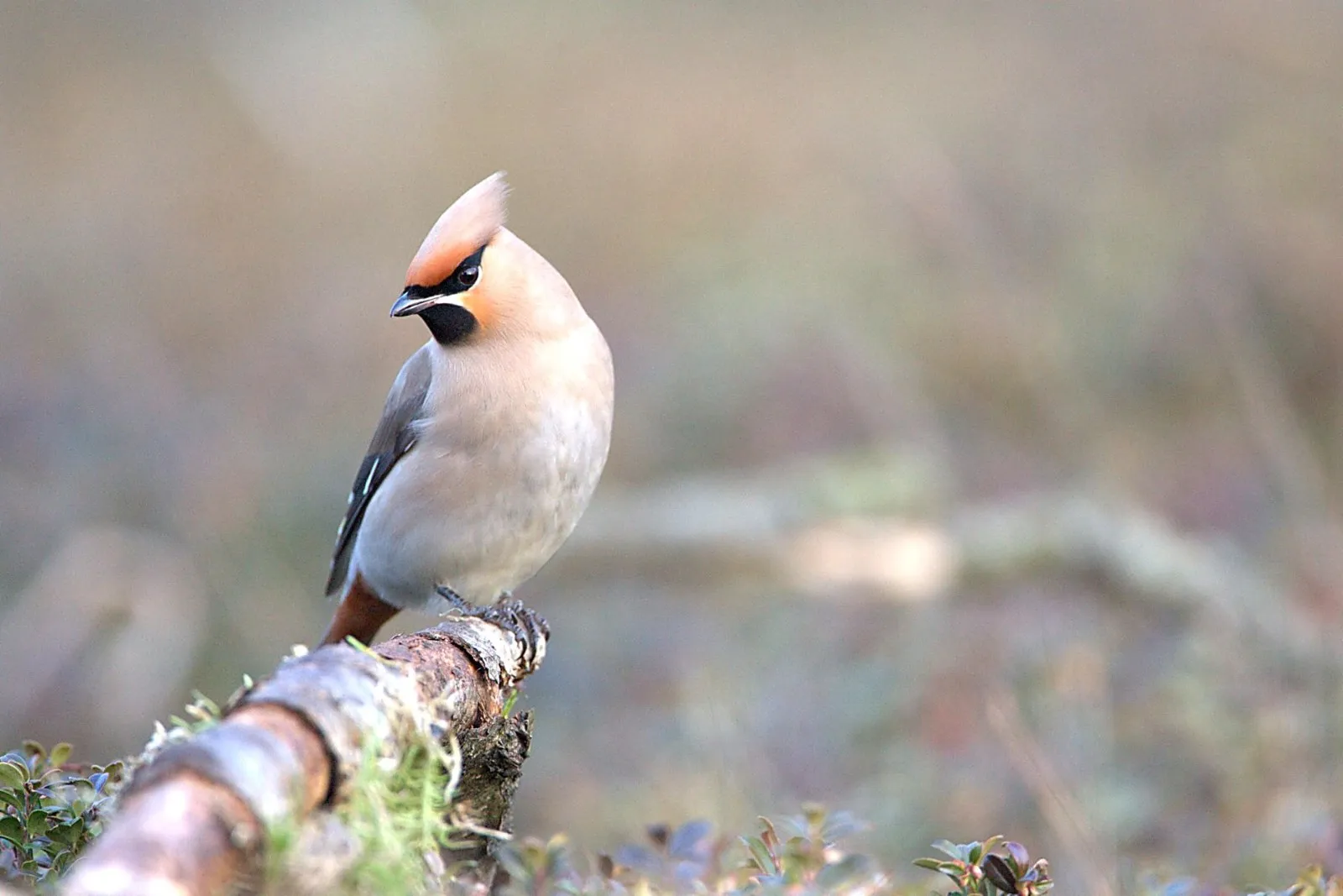 Pestvogels op de Sallandse Heuvelrug