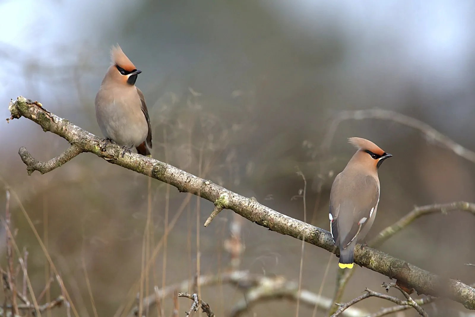 Pestvogels op de Sallandse Heuvelrug