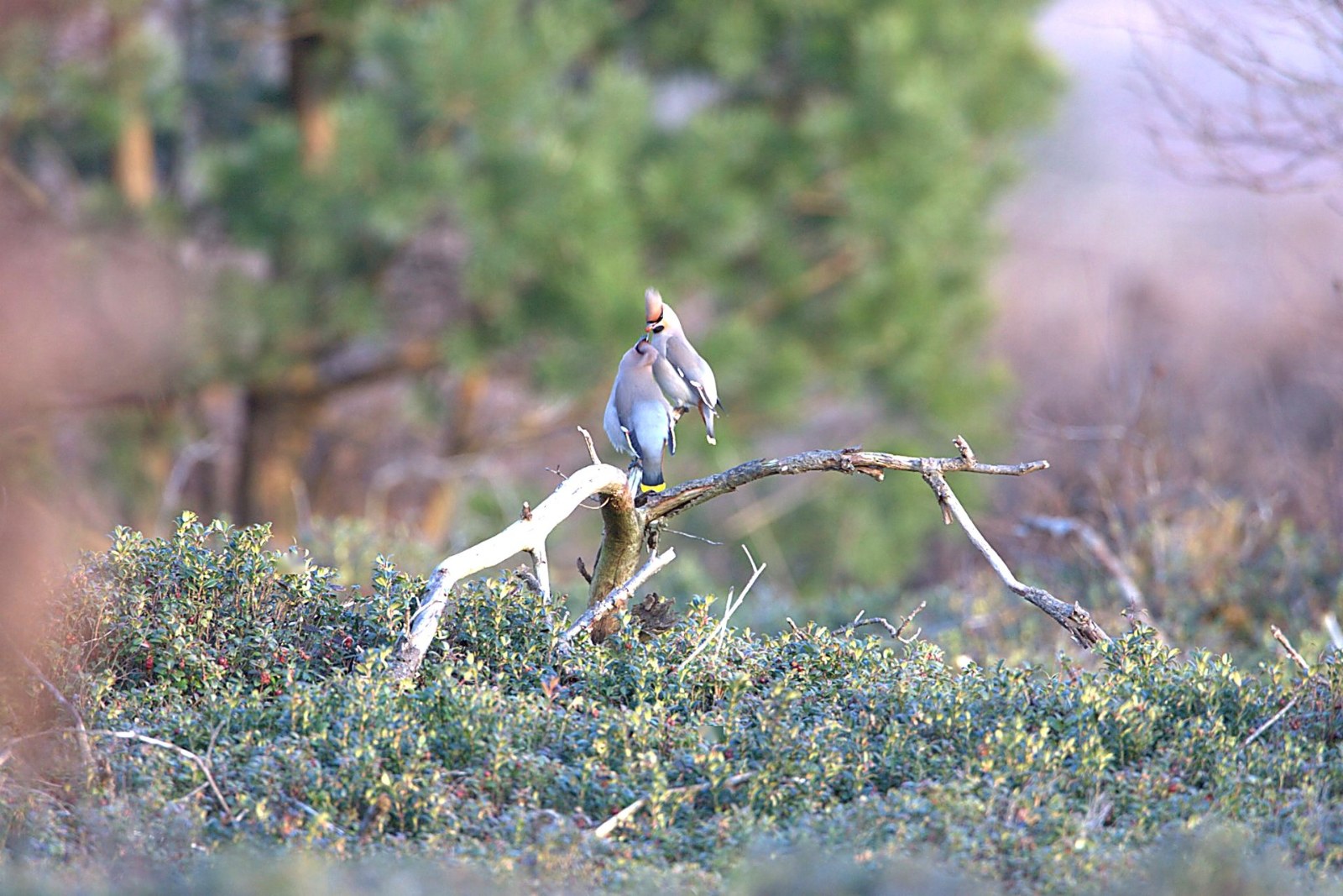 Pestvogels voeren elkaar