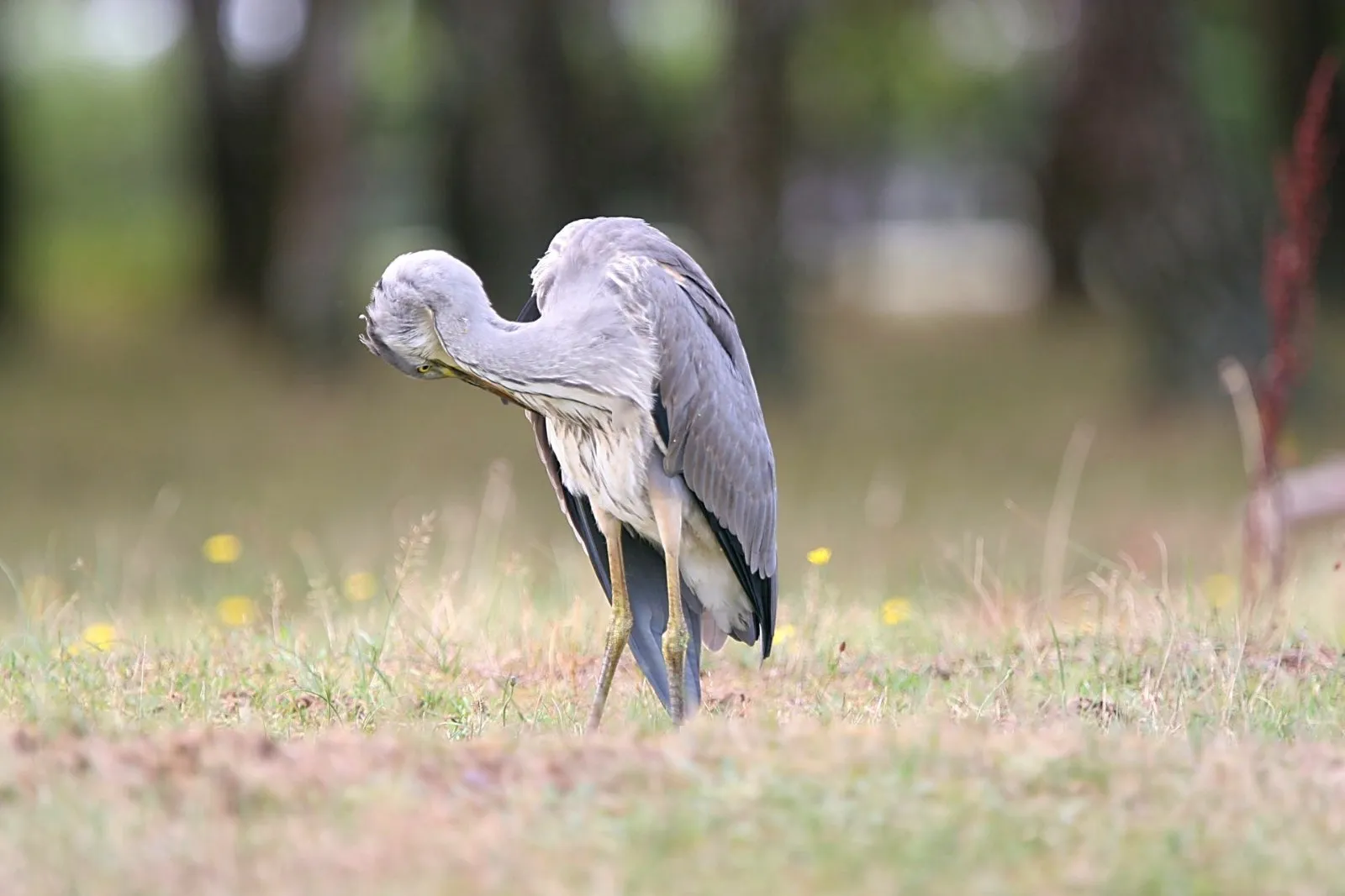 Poetsende Blauwe Reiger