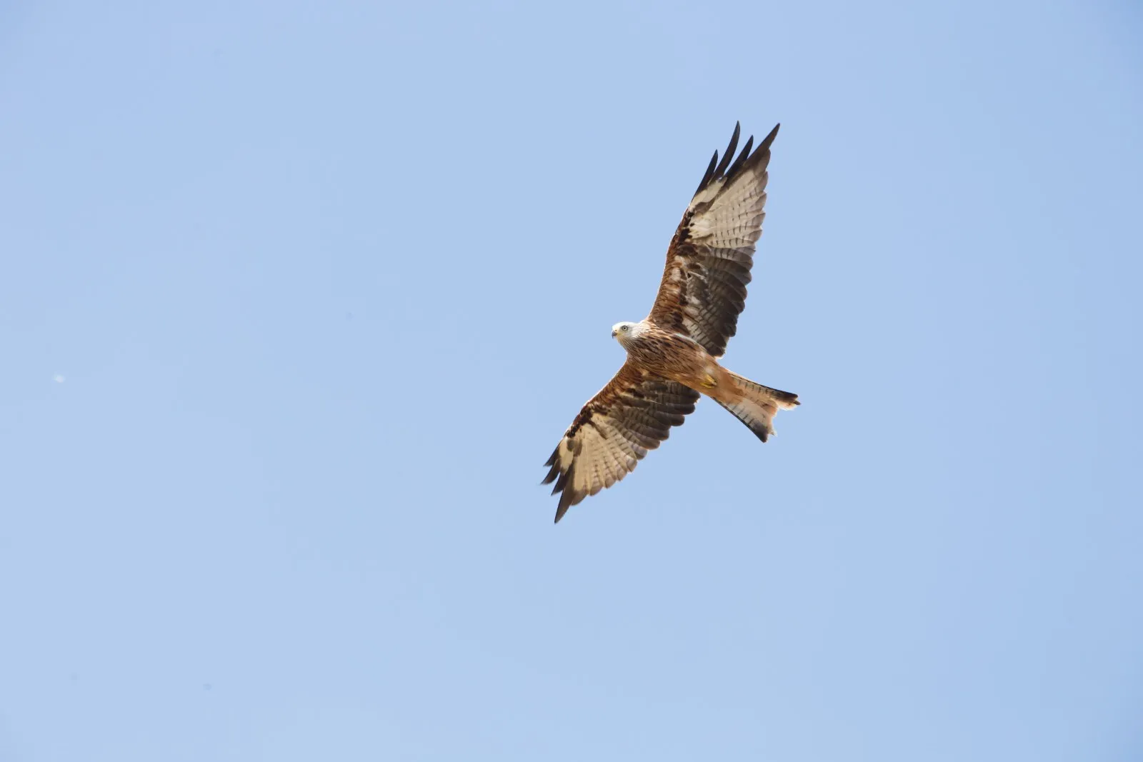 Rode Wouw in vlucht
