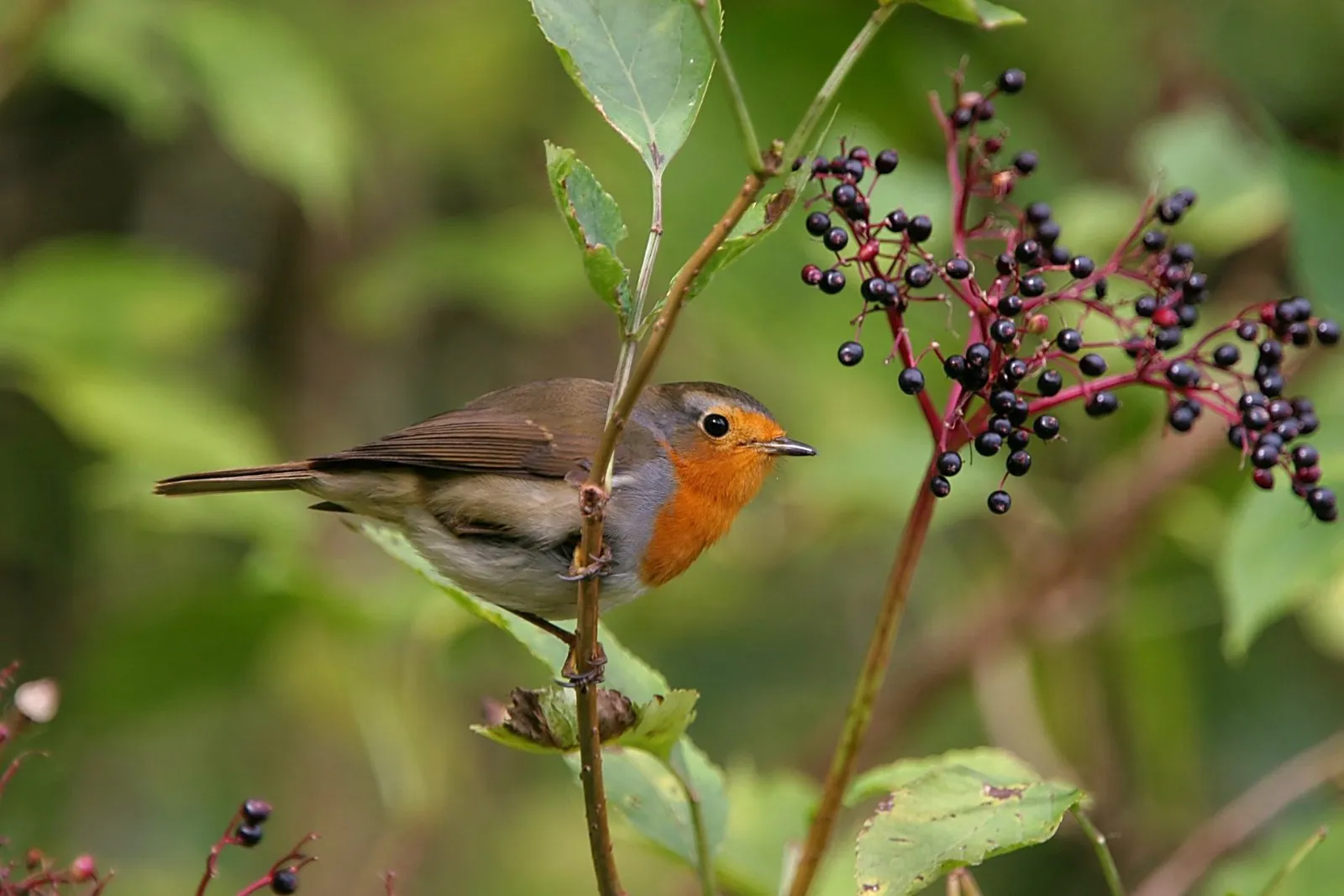 Roodborst in Vlier