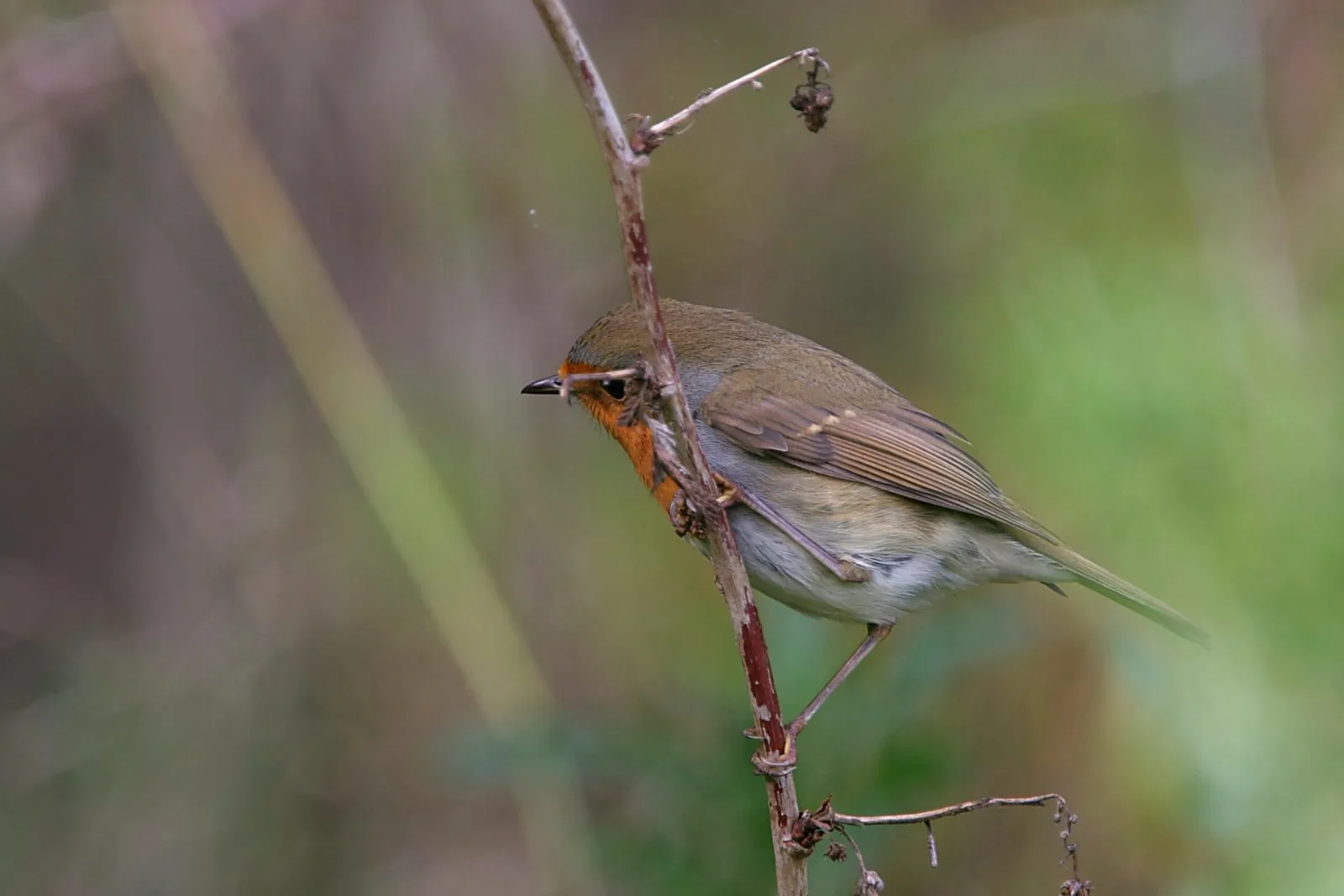 Roodborst luisterend