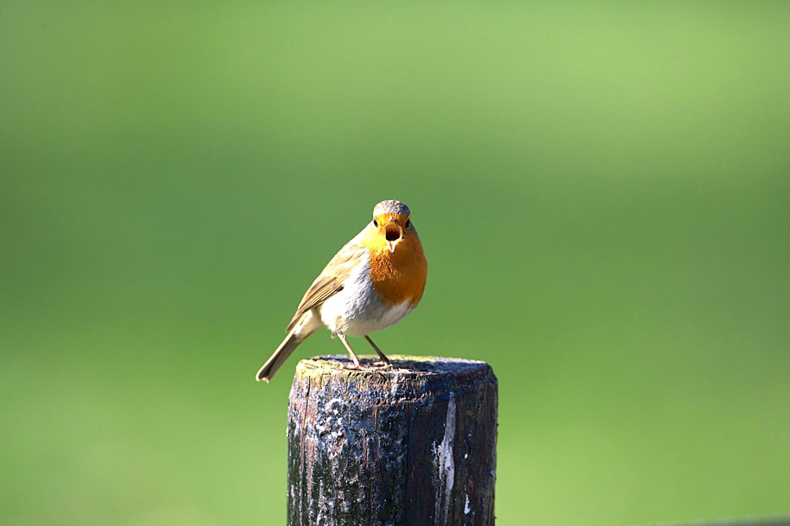 Roodborst op paal, vanuit de auto