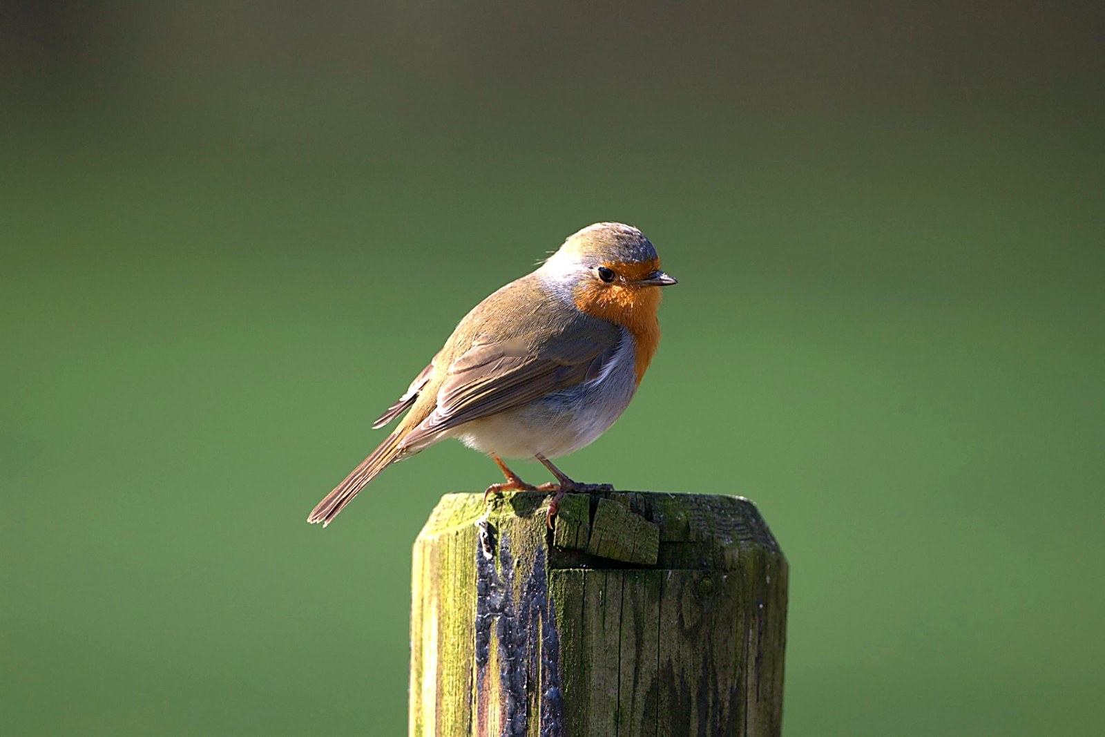 Roodborst op paal, vanuit de auto
