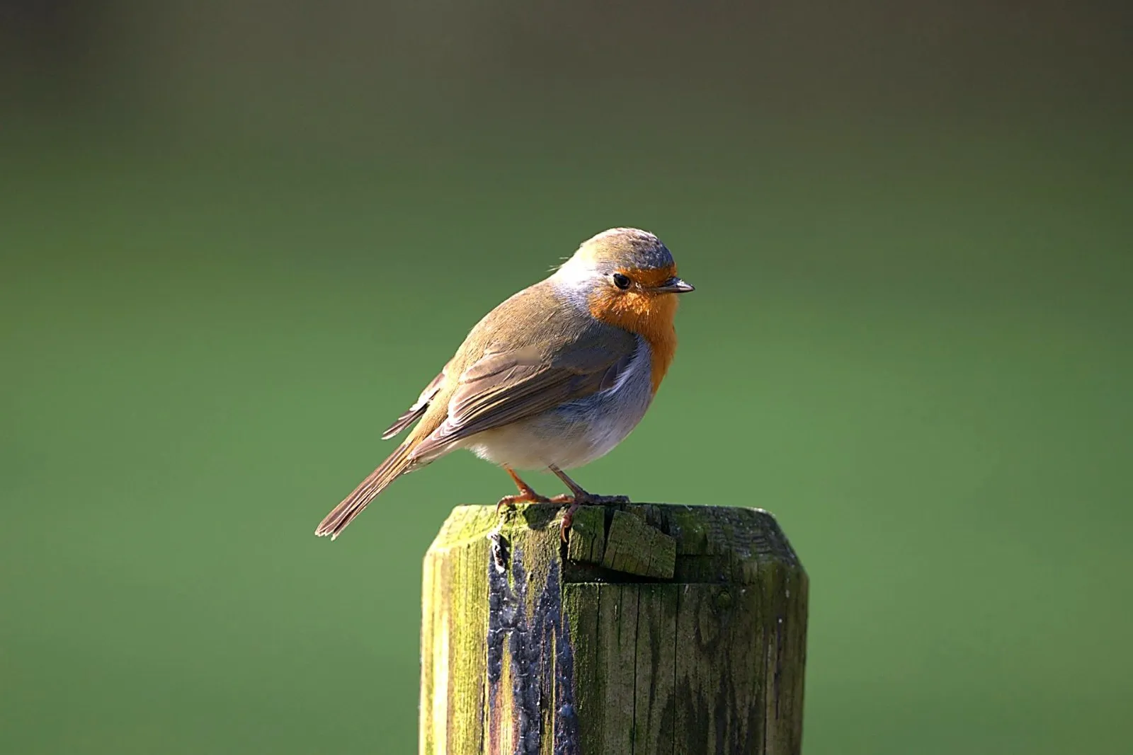 Roodborst op paal, vanuit de auto