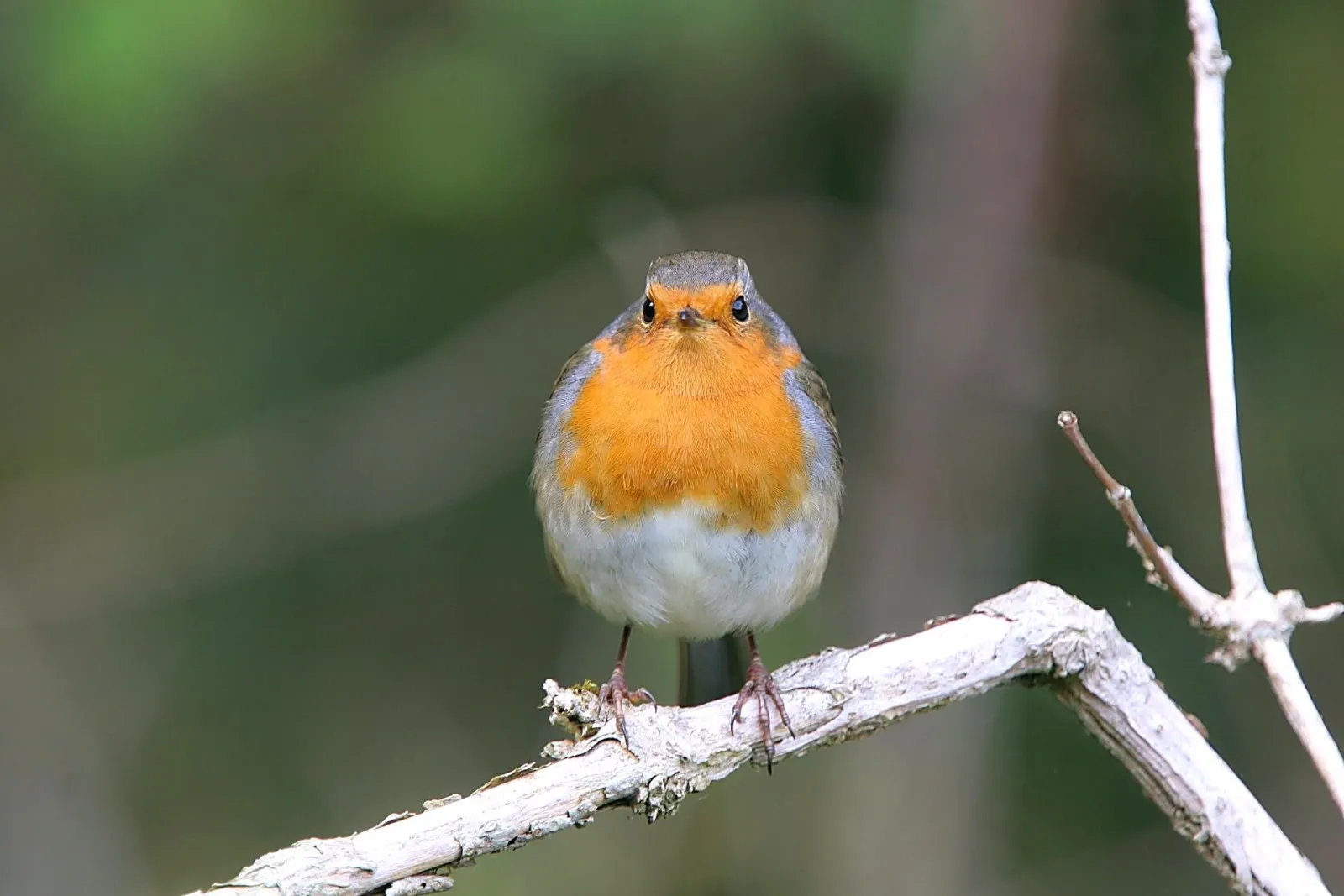 Roodborst op tak