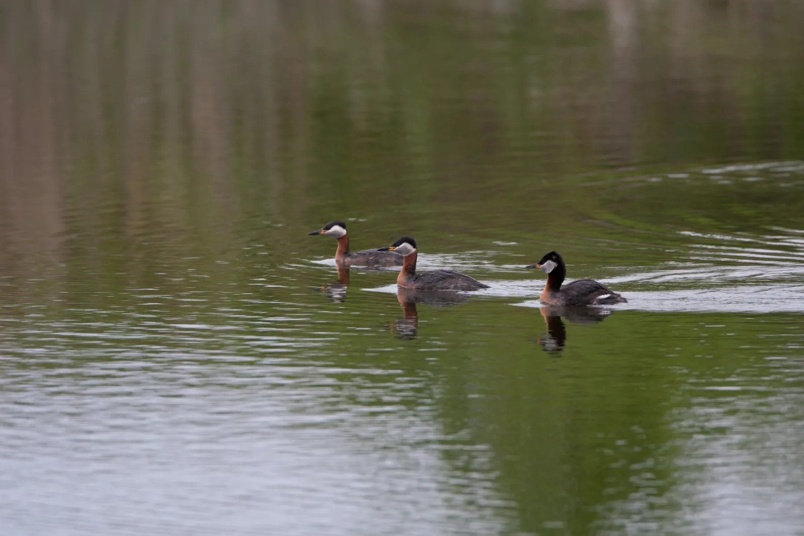 Roodhalsfuten op het water