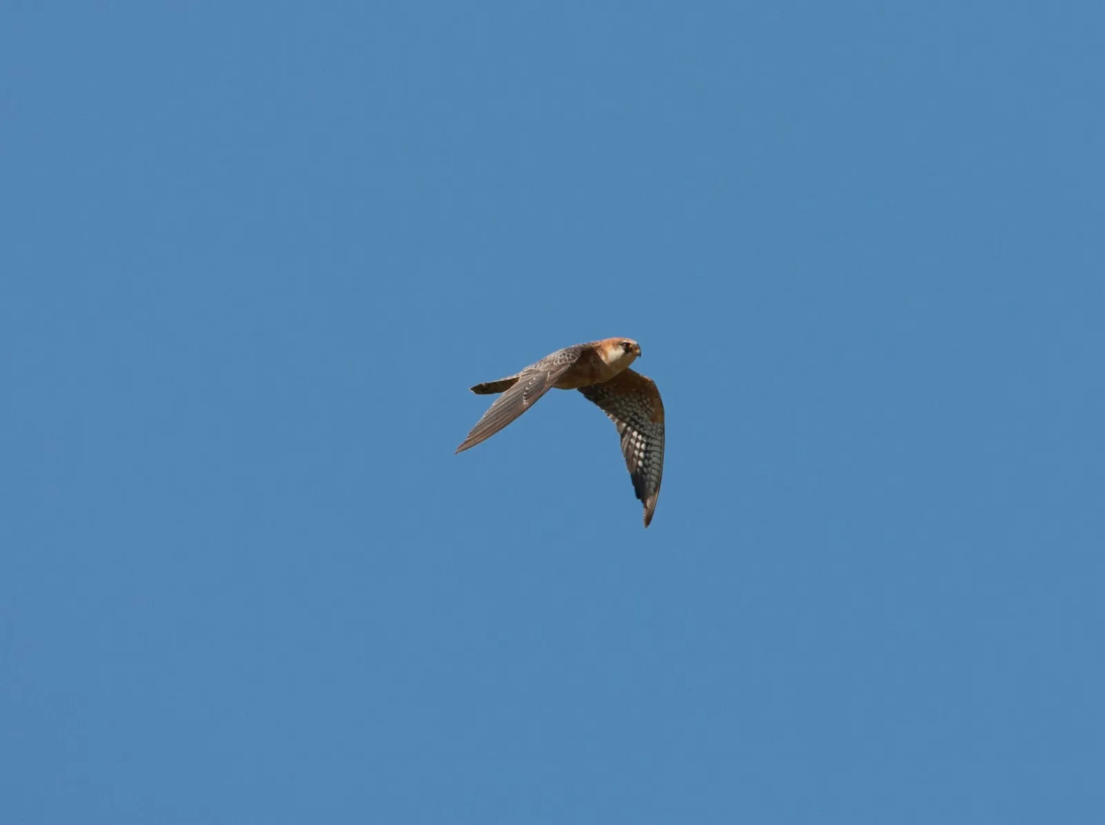 Roodpootvalk in vlucht, vrouwtje