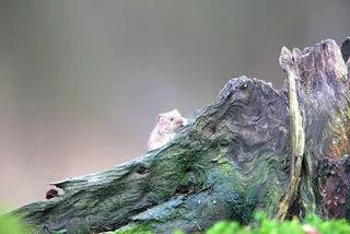 Rosse Woelmuis vanuit fotografiehut