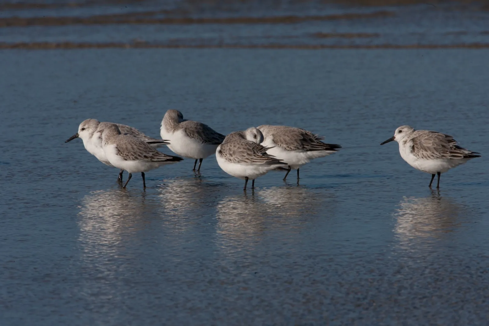 Rustende Drieteenstrandlopers